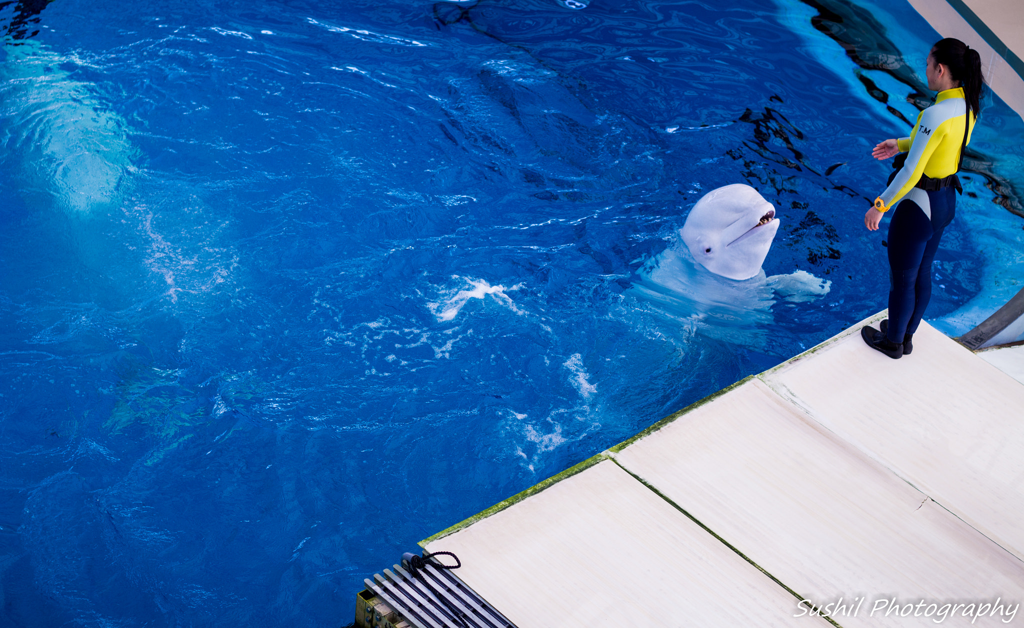 Canon EOS 700D (EOS Rebel T5i / EOS Kiss X7i) sample photo. Dolphin.jpg photography