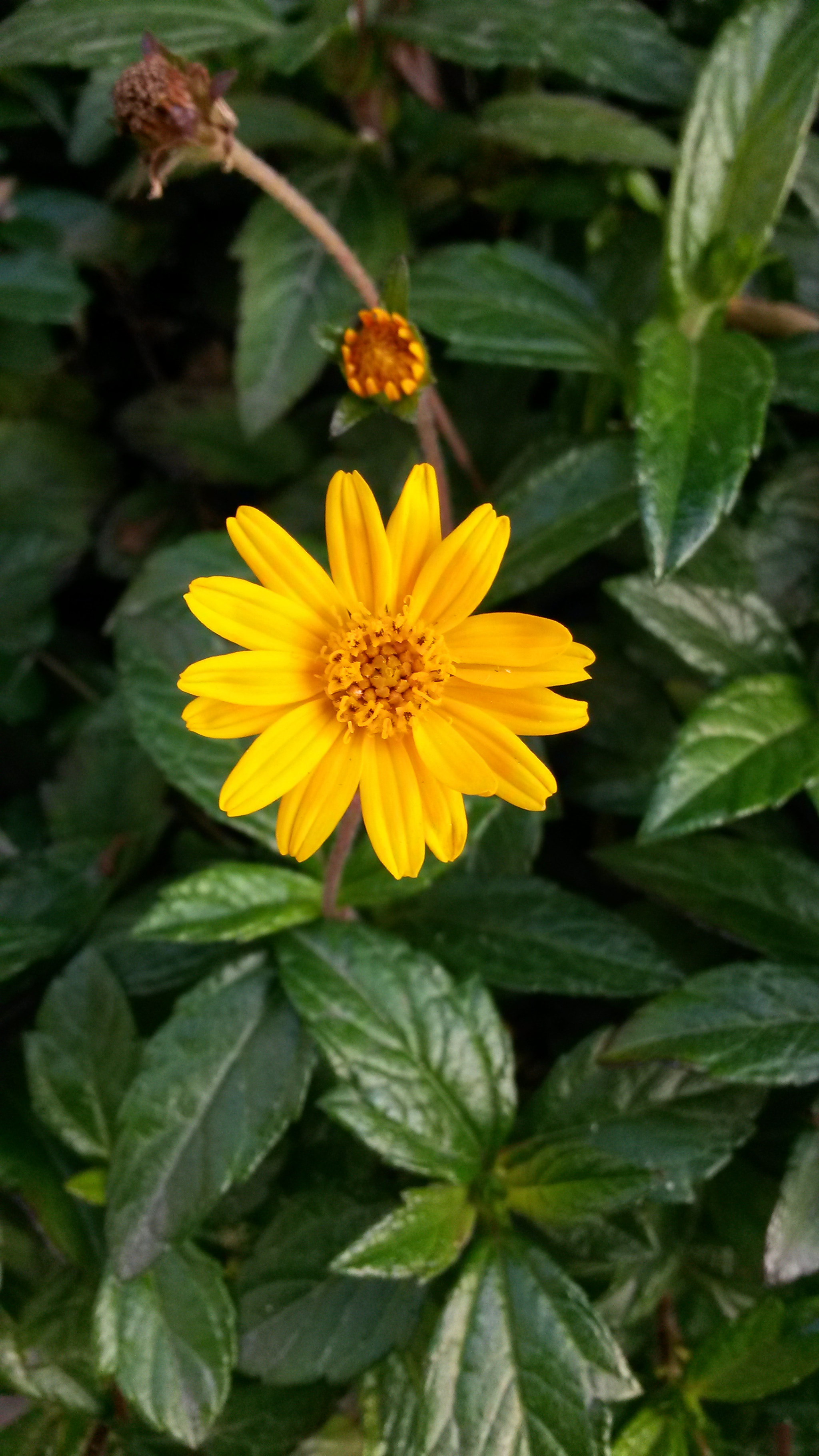 Samsung Galaxy Mega 6.3 sample photo. Sunny petals photography