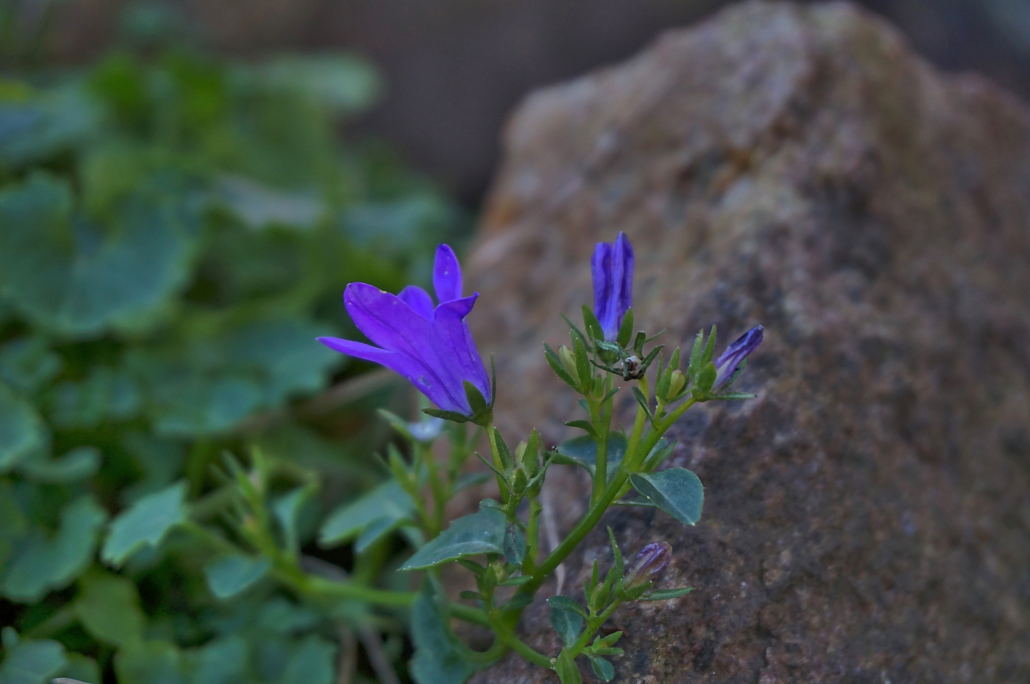 Sony Alpha NEX-F3 sample photo. Winter flower photography
