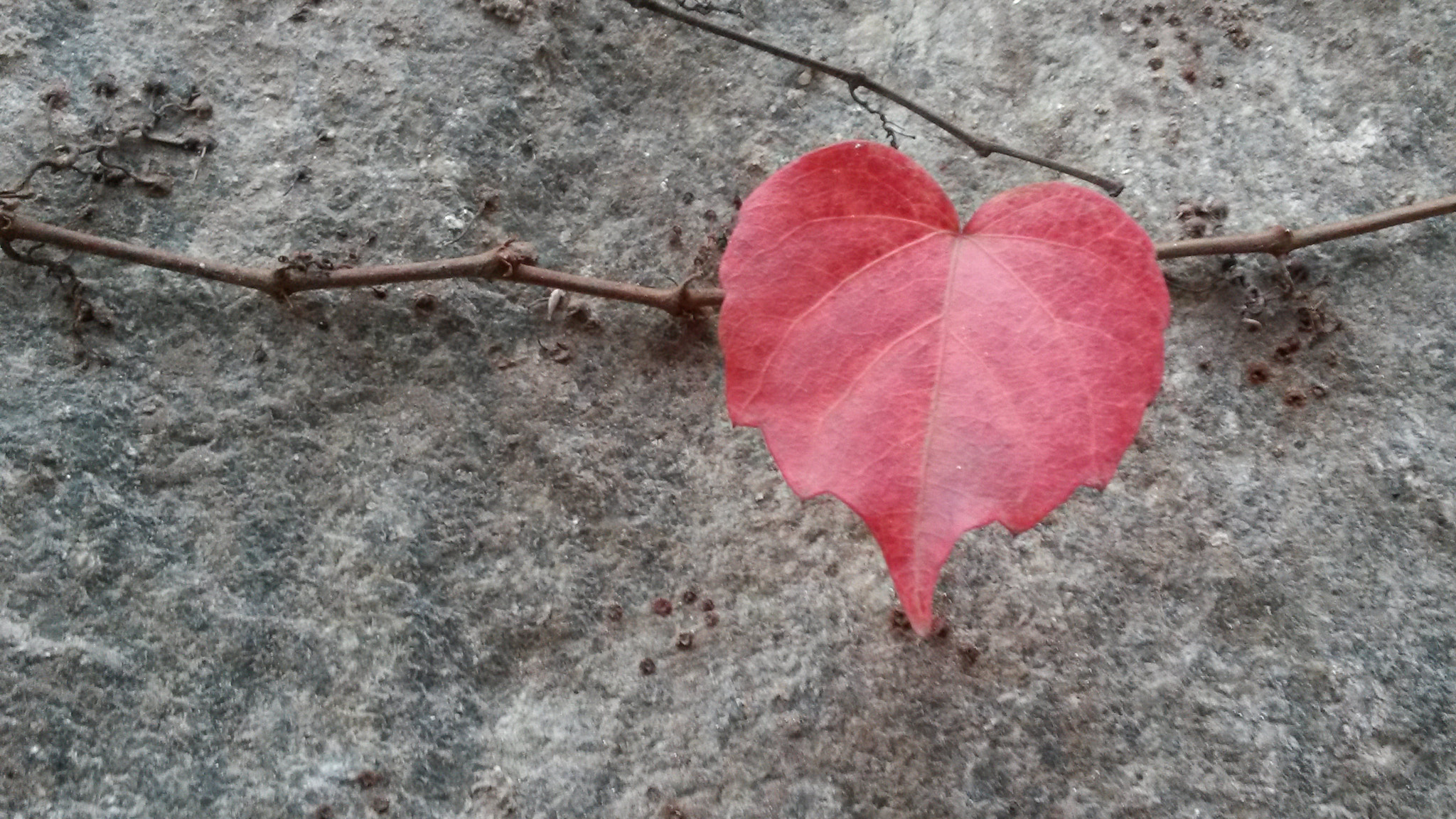 Samsung Galaxy Mega 6.3 sample photo. Parthenocissus heart photography