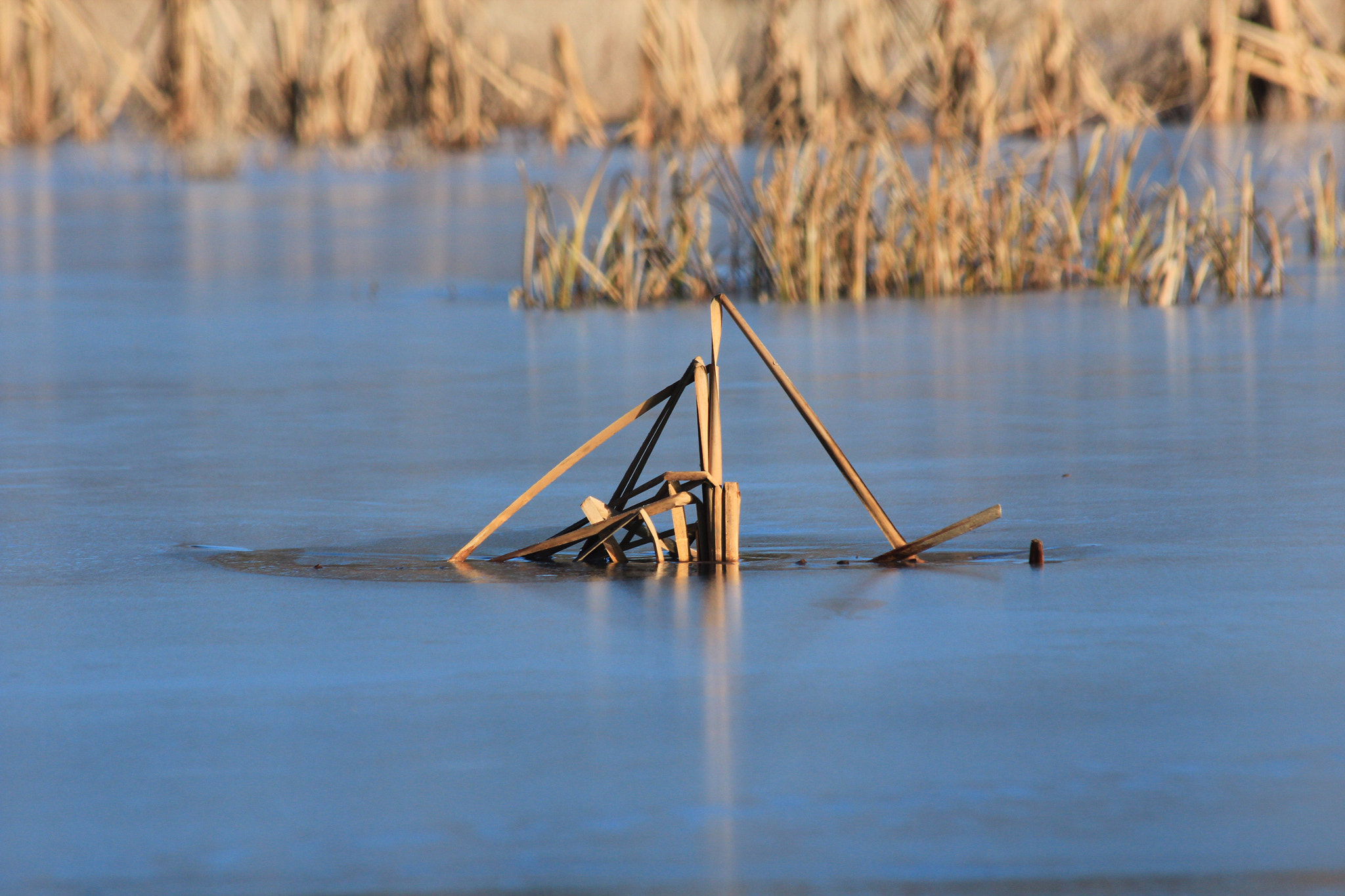 Canon EF 70-300mm F4-5.6 IS USM sample photo. Frozen photography