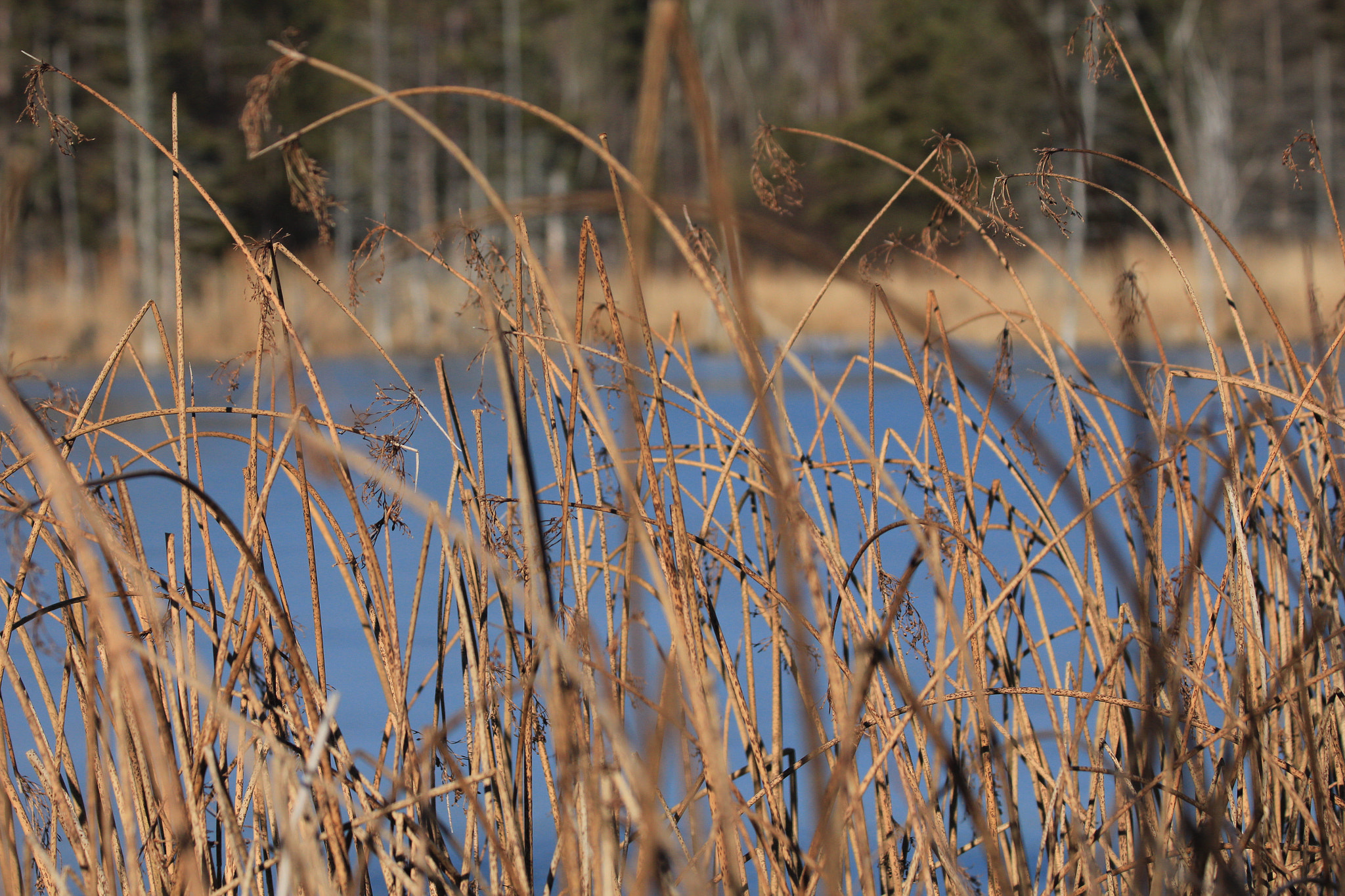 Canon EF 70-300mm F4-5.6 IS USM sample photo. Blowing in the breeze photography