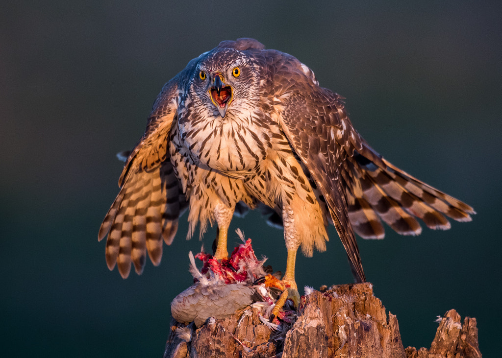 What are you looking? by Gorazd Golob on 500px.com