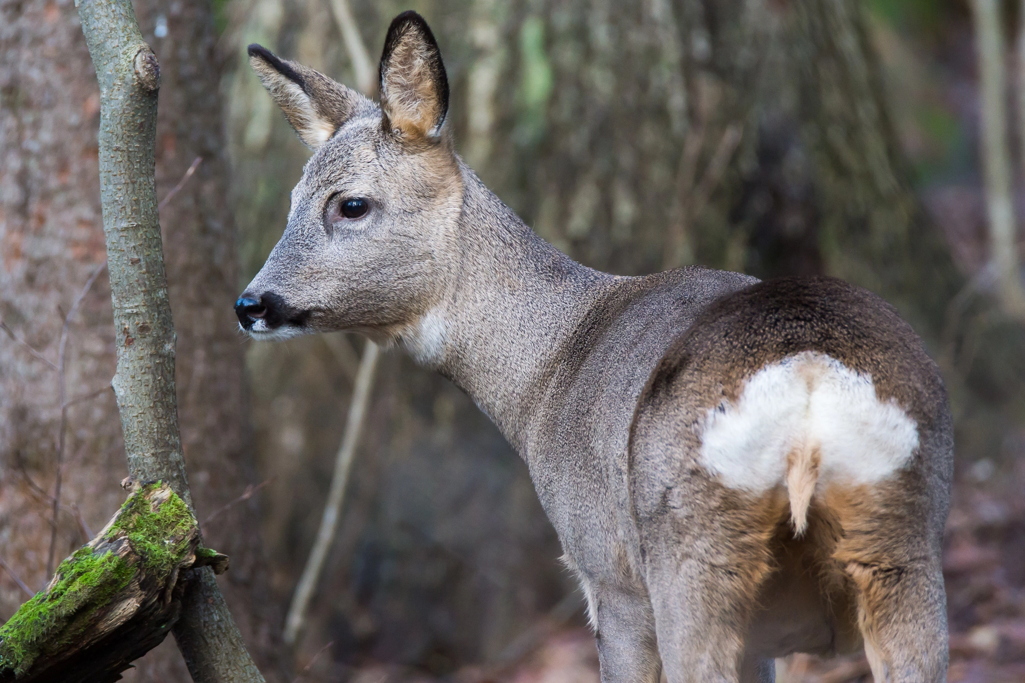 Sony SLT-A65 (SLT-A65V) + Tamron SP 150-600mm F5-6.3 Di VC USD sample photo. Roe deer photography