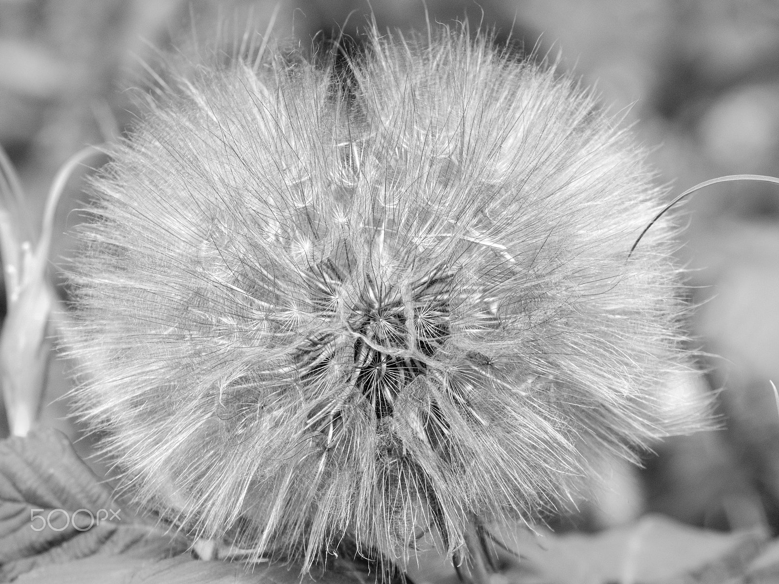 Olympus Zuiko Digital ED 70-300mm F4.0-5.6 sample photo. Dandelion b&w photography
