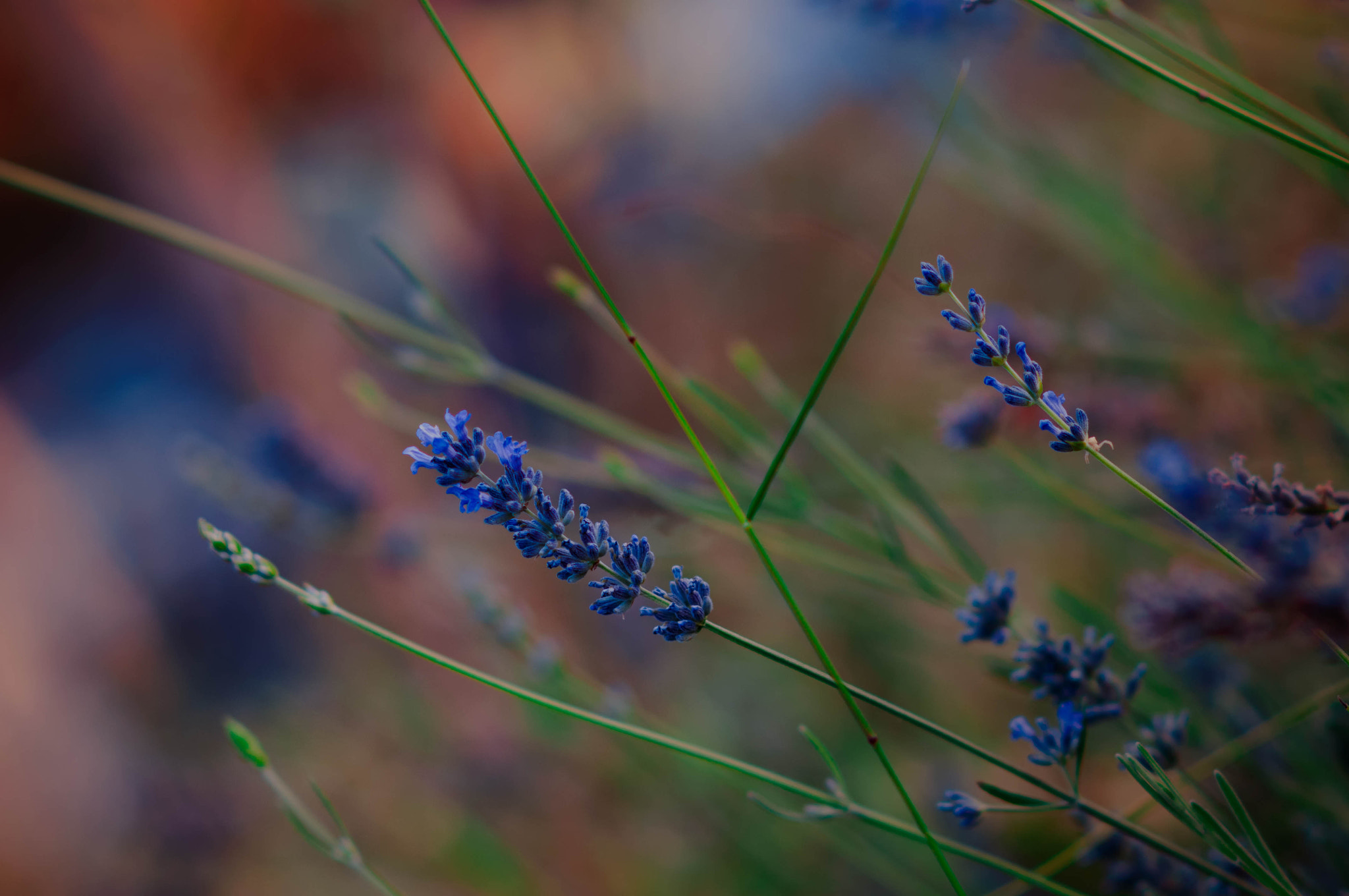 AF DC-Nikkor 135mm f/2D sample photo. Aromas y colores photography