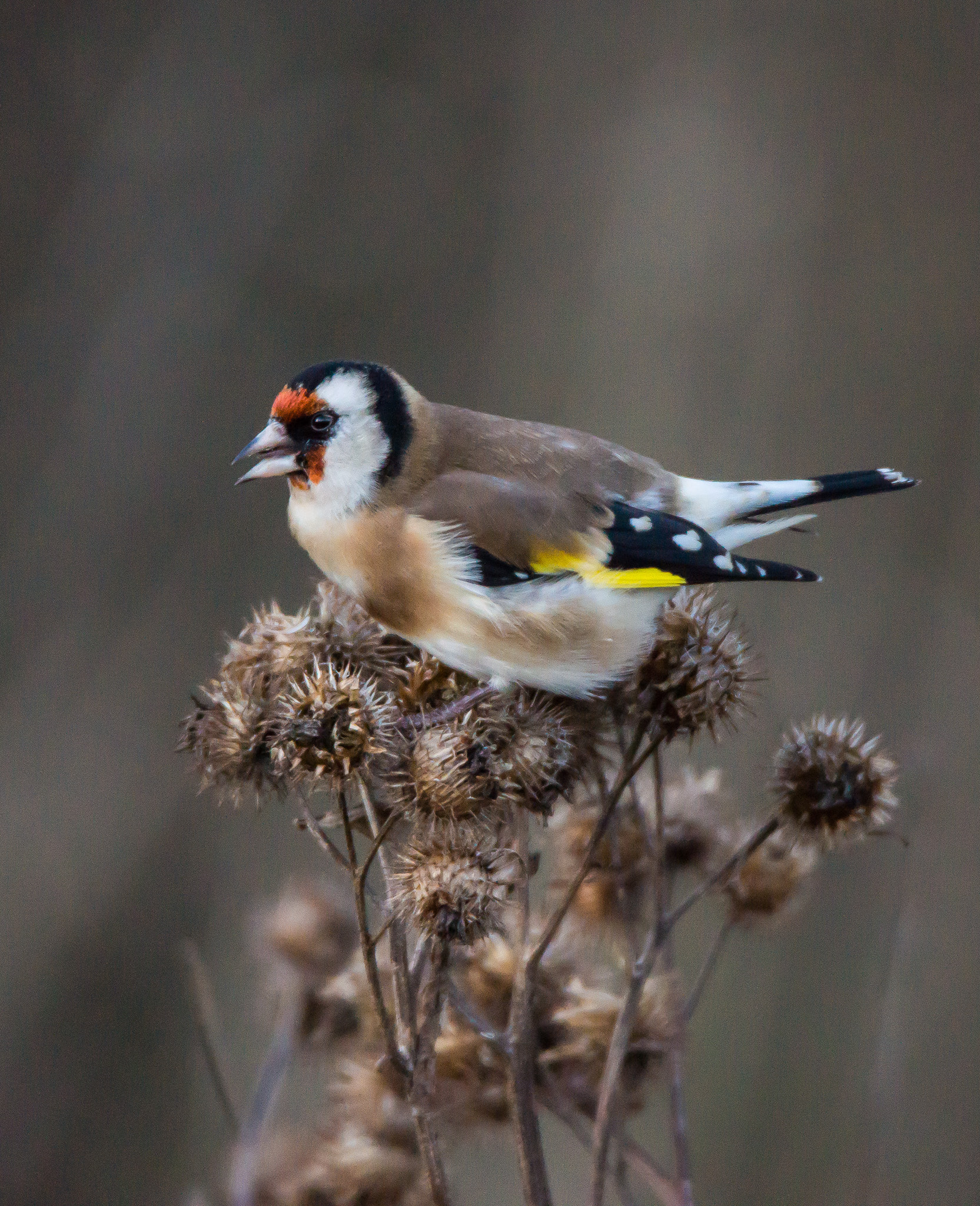 Sony SLT-A65 (SLT-A65V) + Tamron SP 150-600mm F5-6.3 Di VC USD sample photo. Goldfinch photography