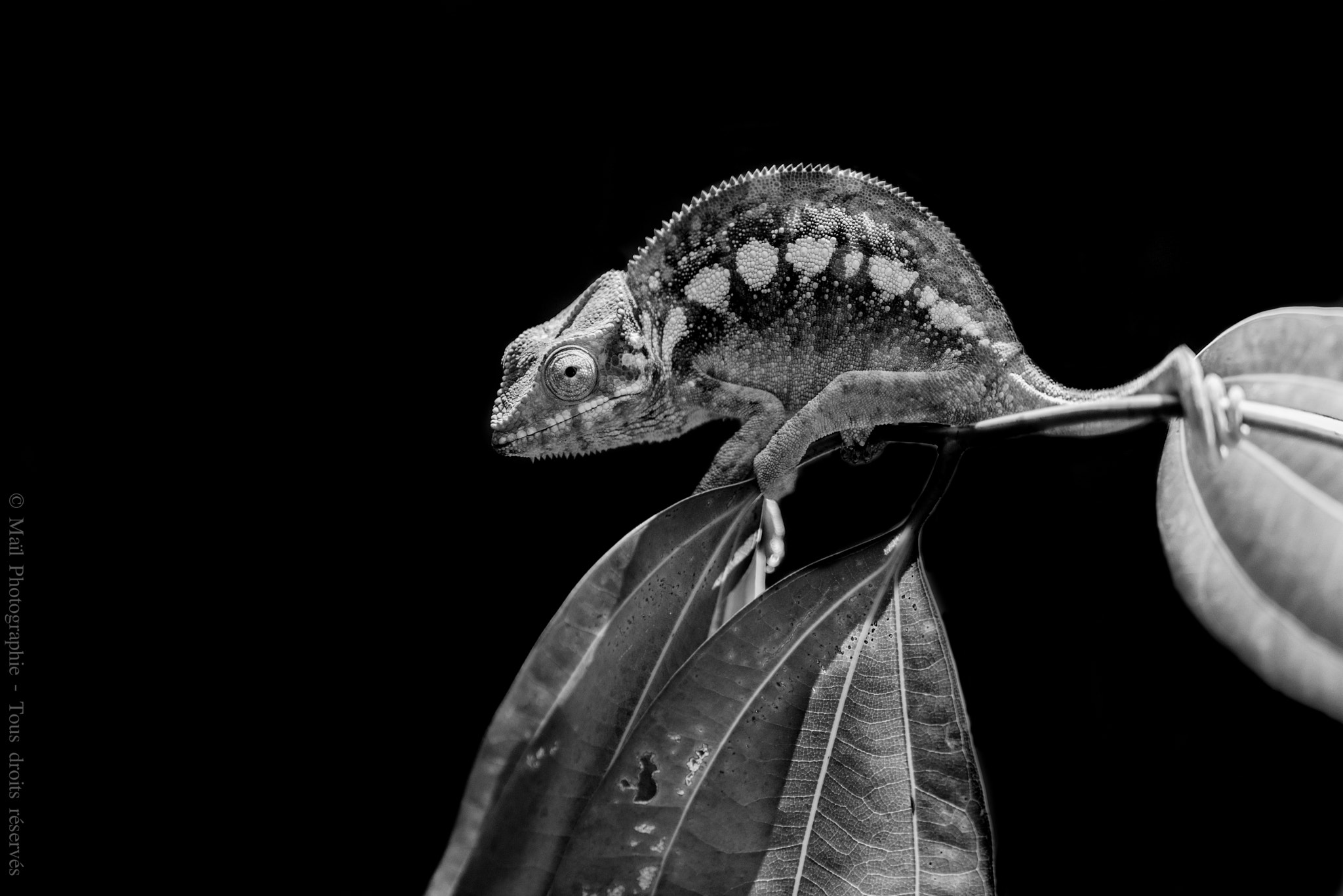 Nikon AF-S Nikkor 300mm F2.8G ED-IF VR sample photo. Chameleon photography