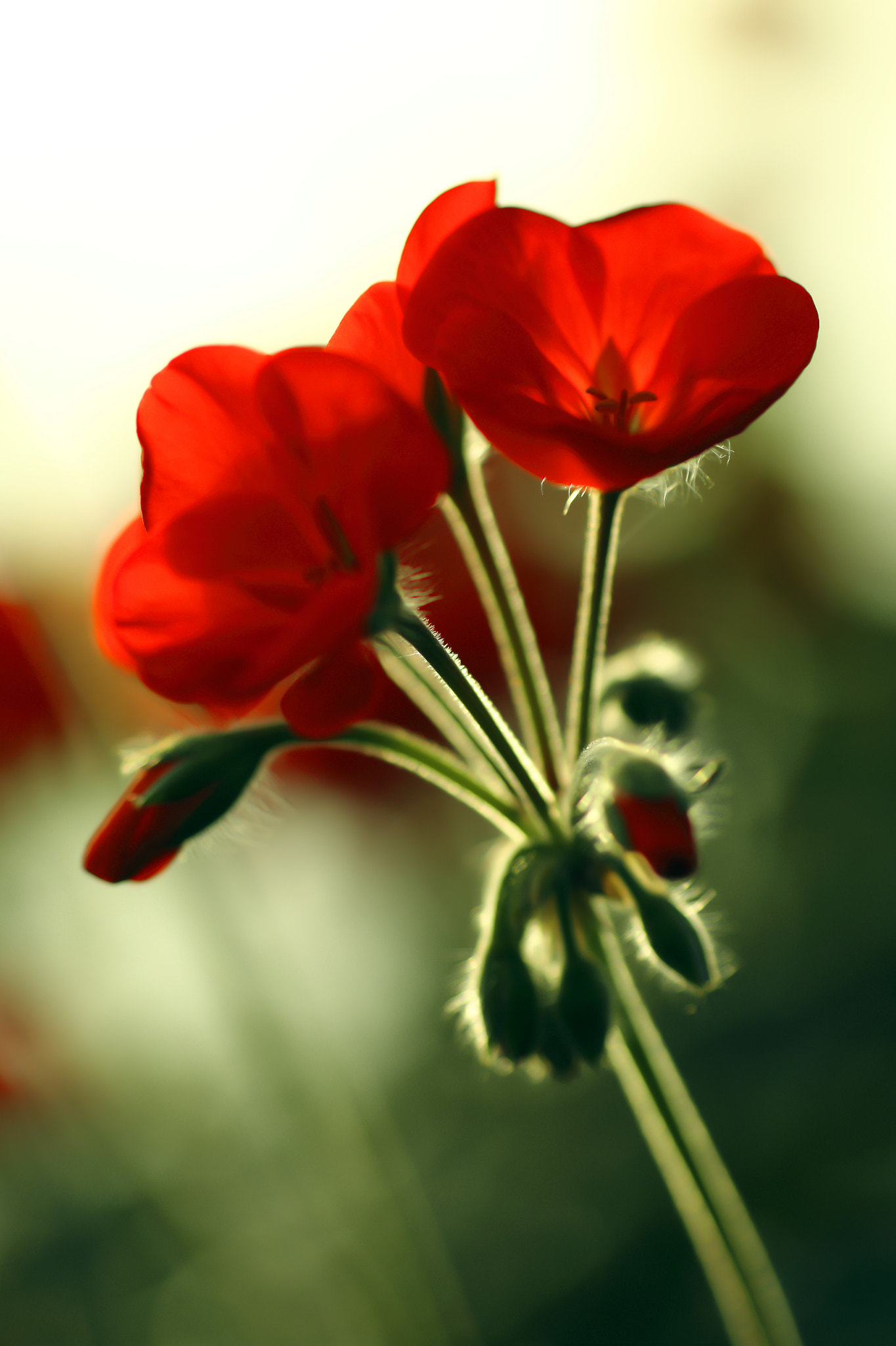 Sigma 70mm F2.8 EX DG Macro sample photo. Winter geranium photography