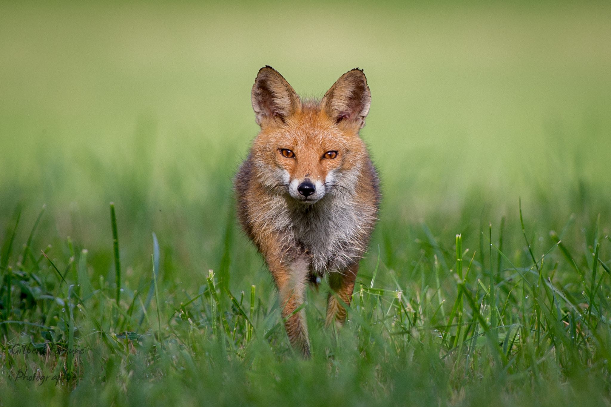 Nikon AF-S Nikkor 300mm F2.8G ED VR II sample photo. Eyes in eyes photography