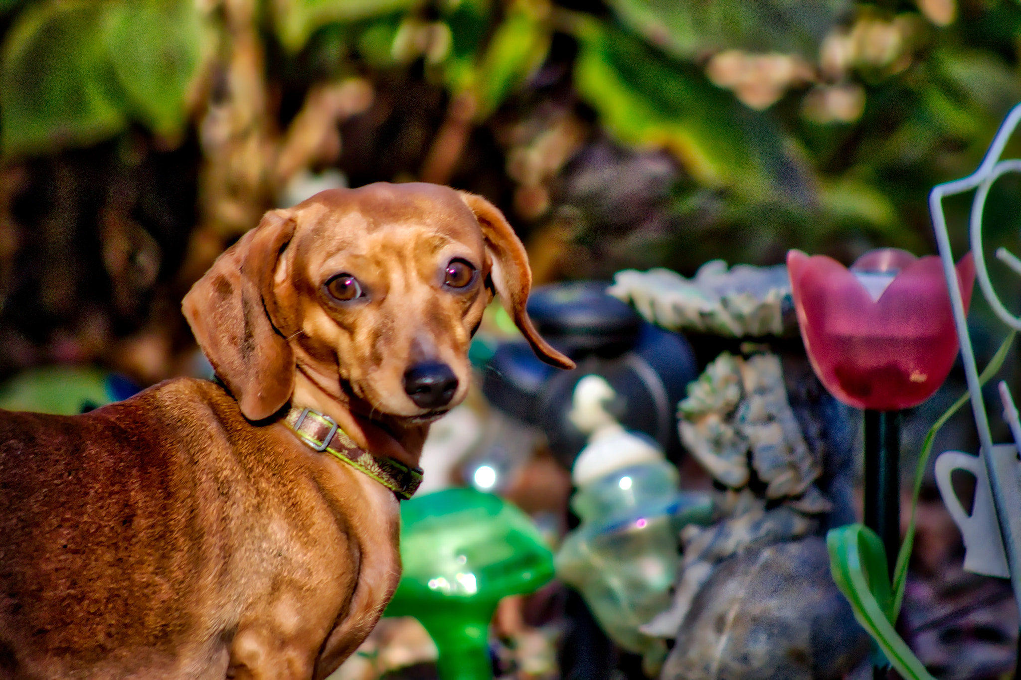 Canon EF 75-300mm f/4-5.6 USM sample photo. Dhanaye!  photography