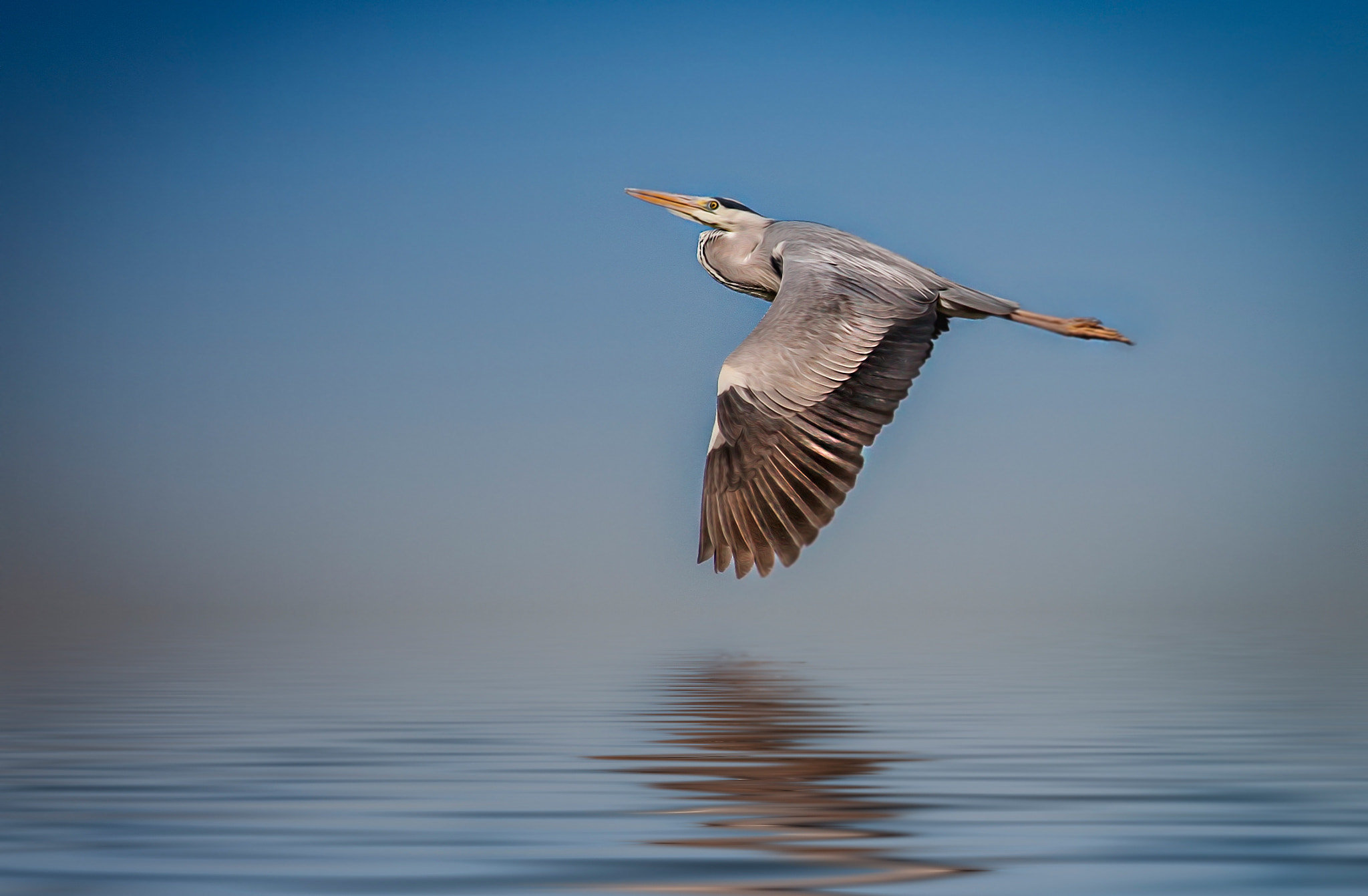 Sigma 50-500mm f/4-6.3 APO HSM EX sample photo. Wings photography