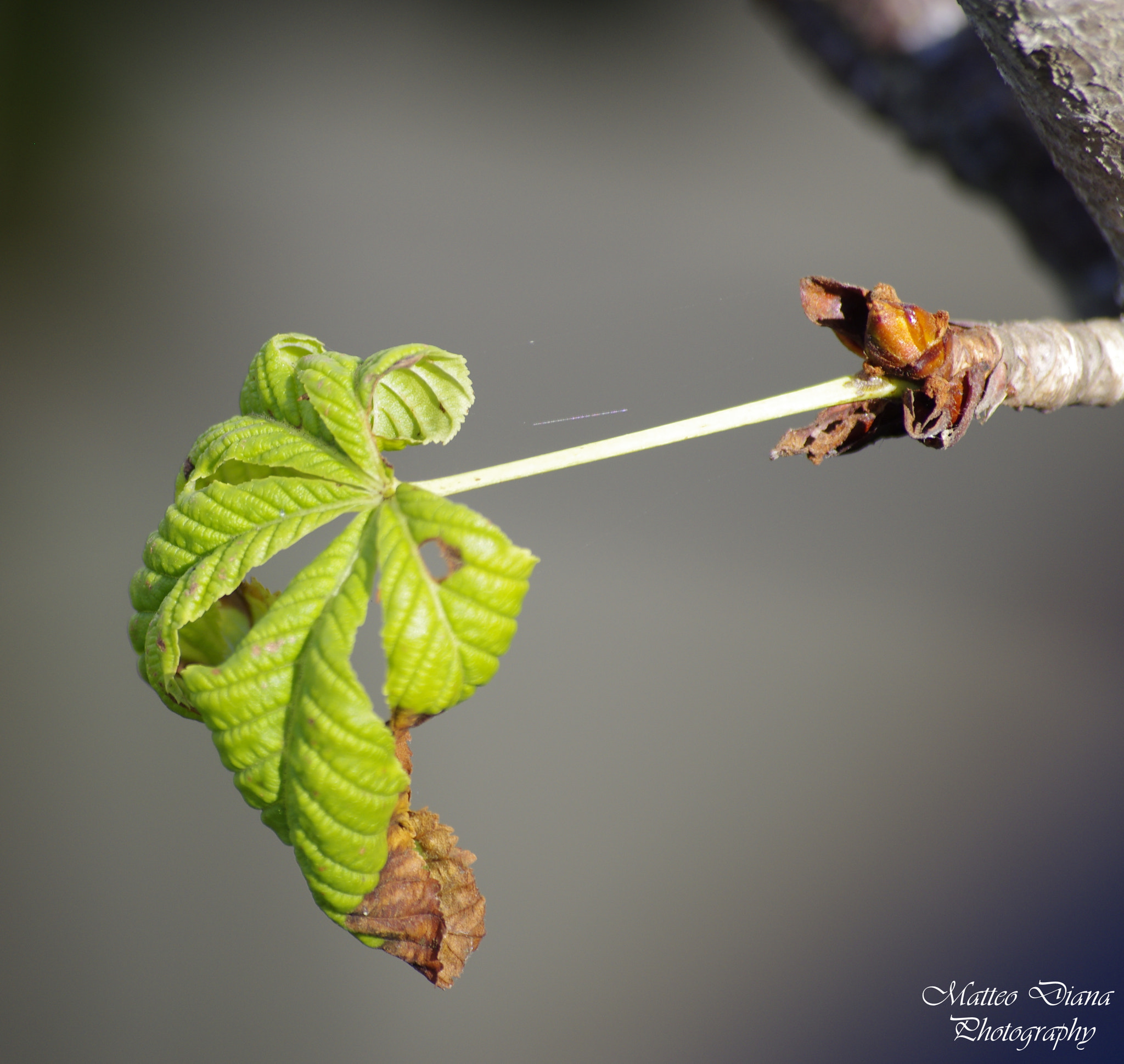 Pentax K-5 sample photo. _igp7479.jpg photography