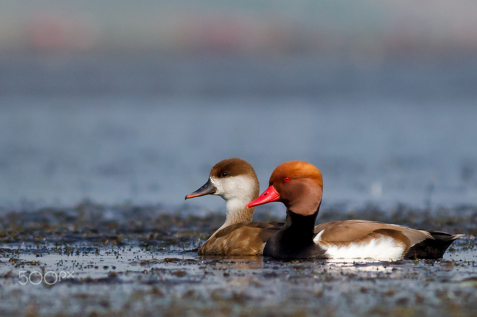 Canon EOS 60D + Canon EF 400mm F5.6L USM sample photo. Red-crested pochard photography