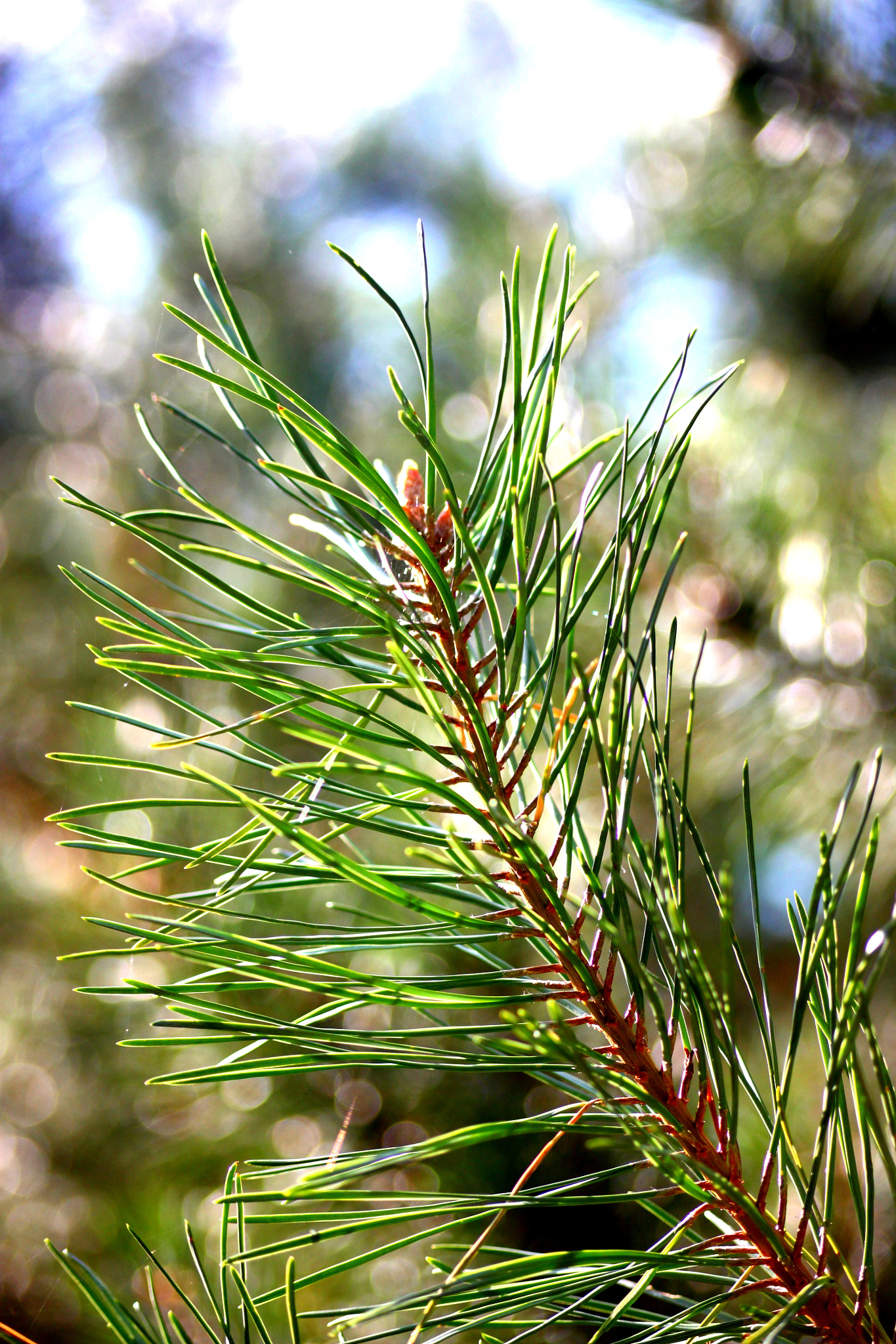 Sigma 55-200mm f/4-5.6 DC sample photo. Green tree photography