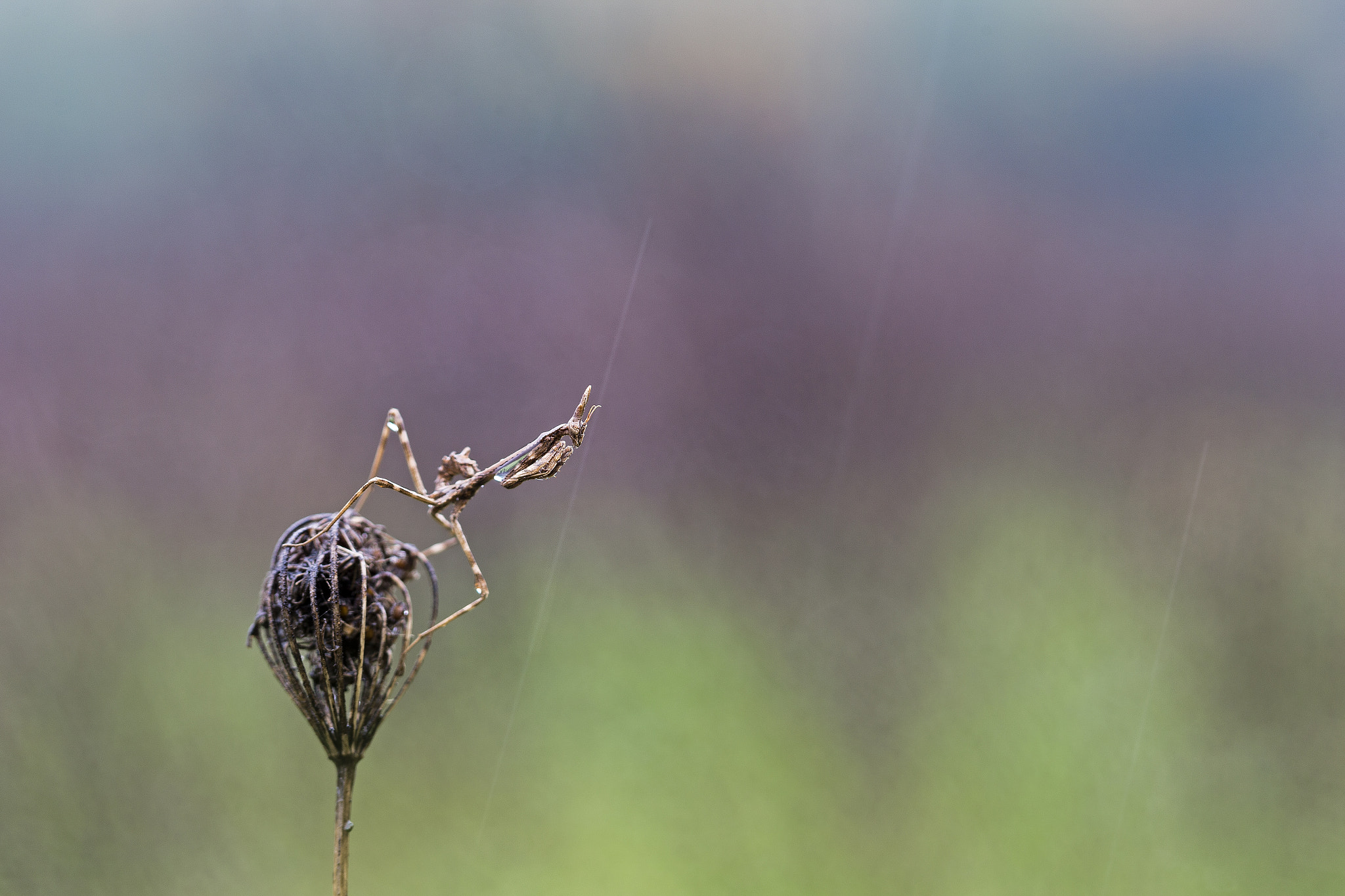 Canon EOS-1D X + Canon EF 100mm F2.8 Macro USM sample photo. It rains on empusa pennata... photography