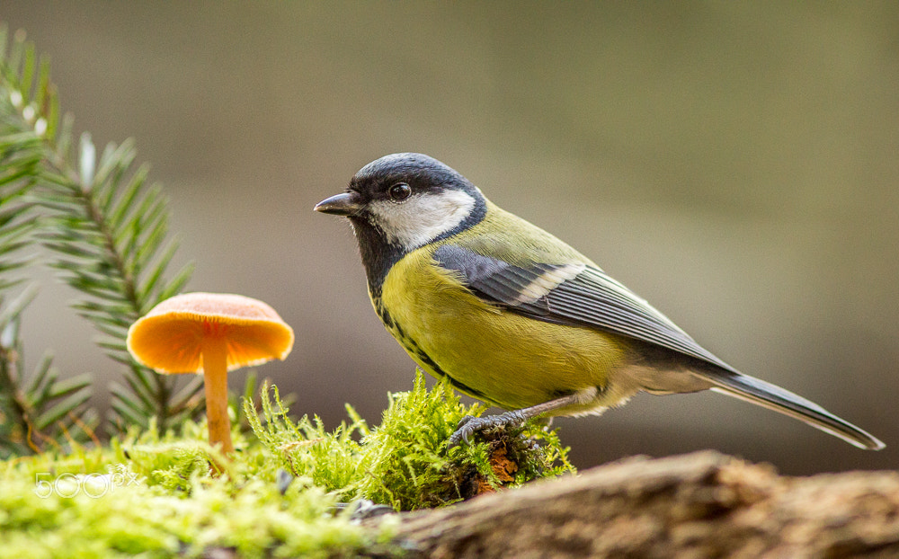 Canon EOS 60D + Canon EF 300mm F4L IS USM sample photo. Mushroom tit photography