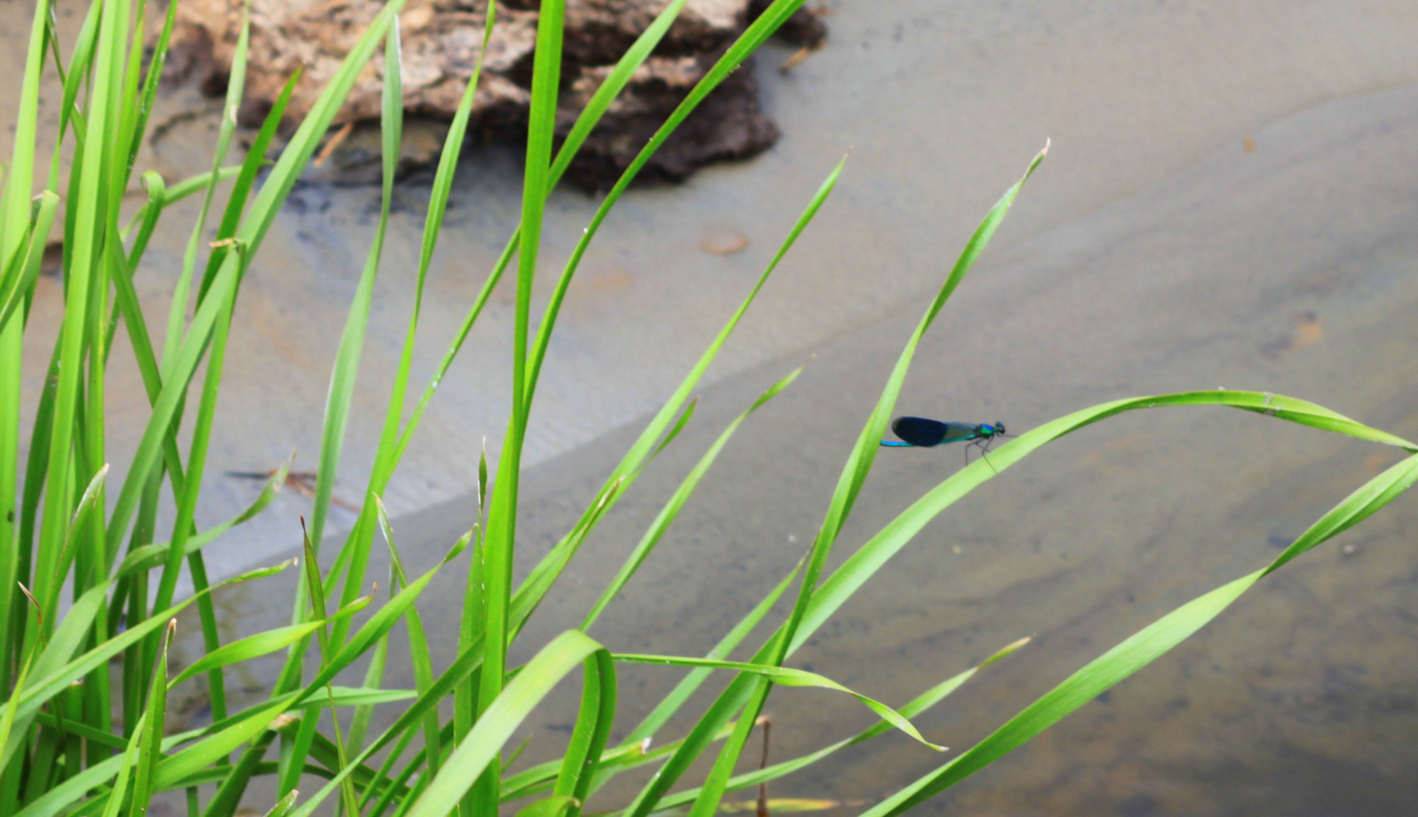 Canon EF 28-90mm f/4-5.6 sample photo. Insect photography