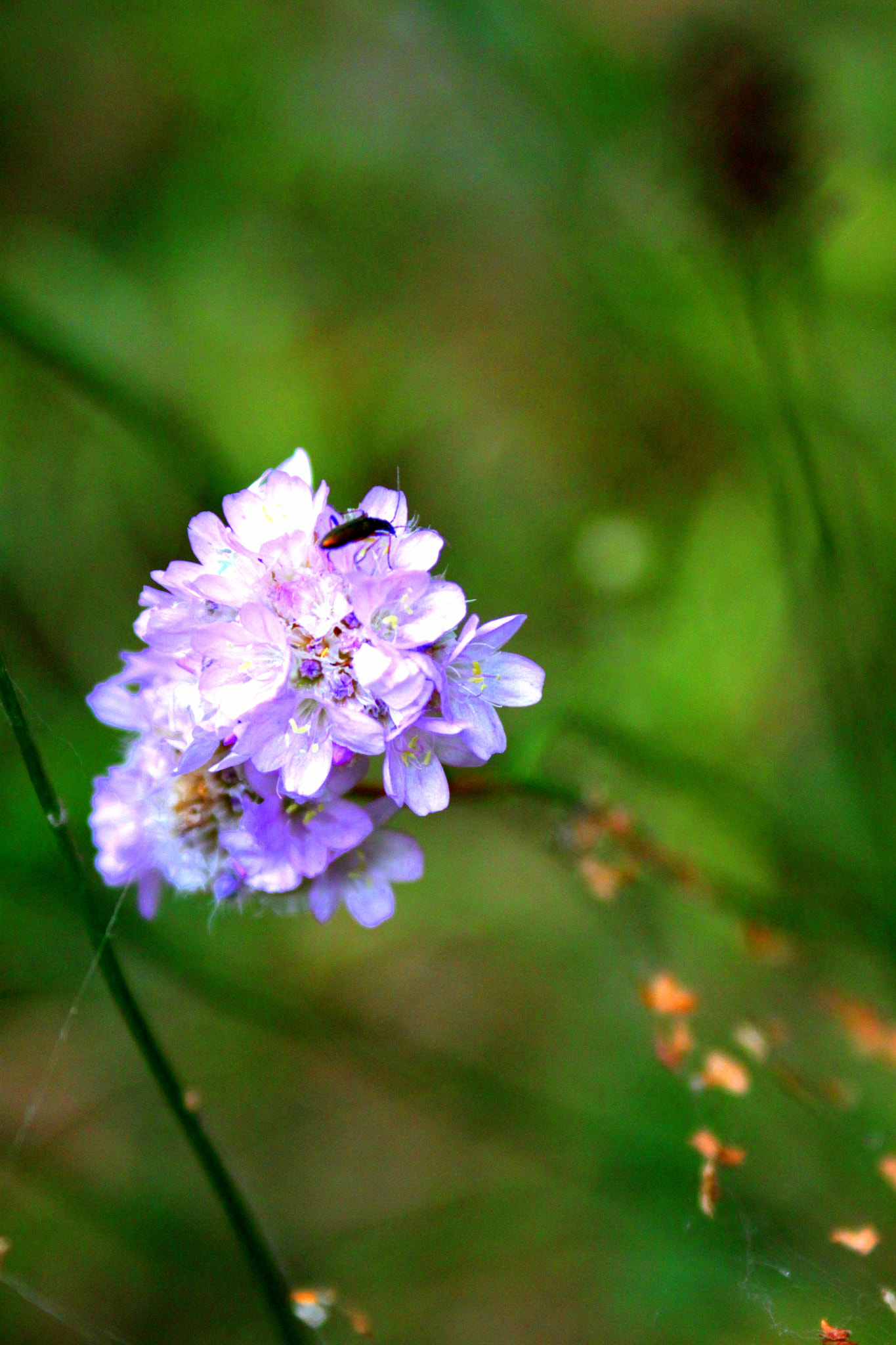 Canon EF 28-90mm f/4-5.6 sample photo. Flower photography