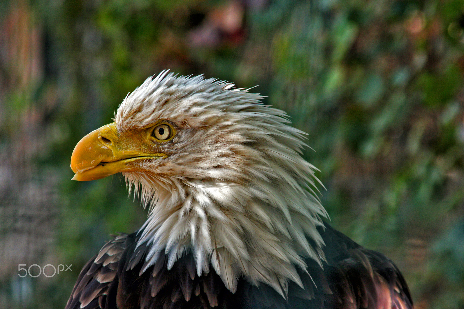 Canon EF 35-105mm f/4.5-5.6 sample photo. Eagle photography