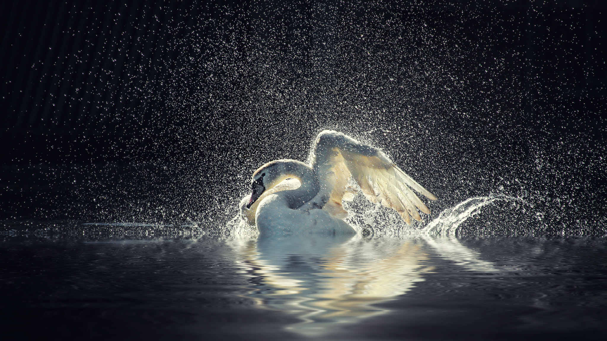 Sigma 50-500mm f/4-6.3 APO HSM EX sample photo. Swanlake photography