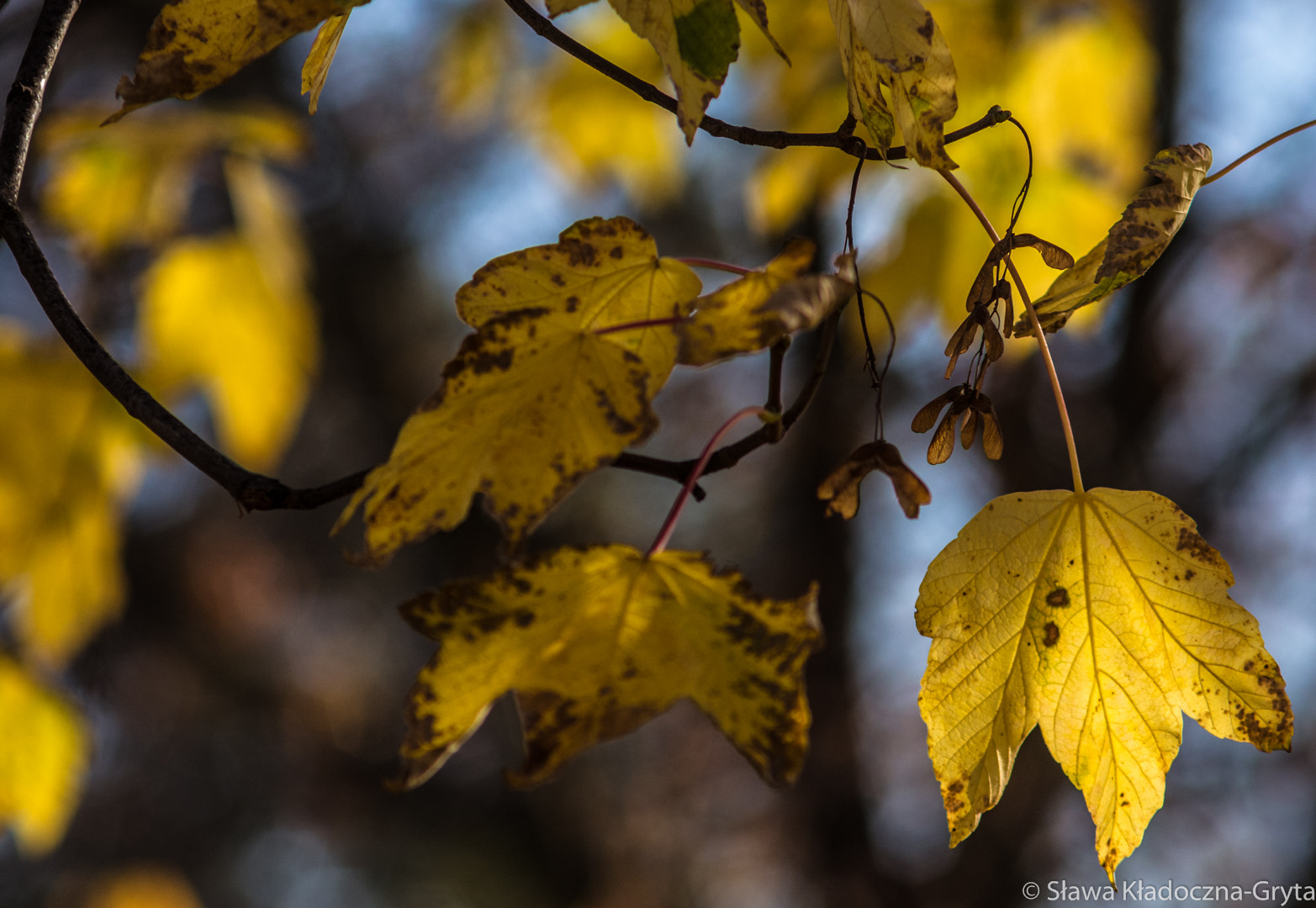 Nikon D7100 + AF Zoom-Nikkor 70-210mm f/4 sample photo. Autumn photography