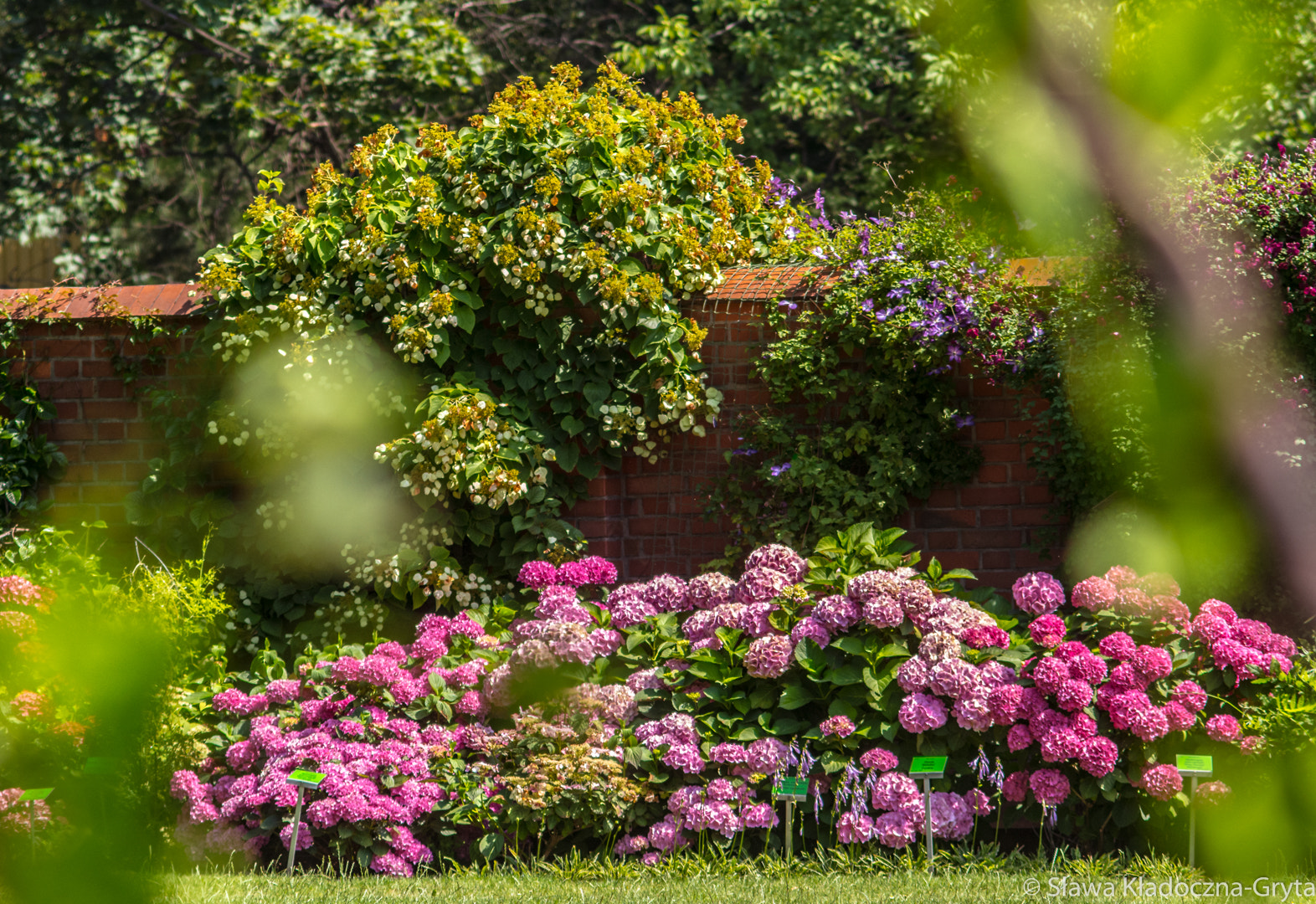 Nikon D7100 + AF Zoom-Nikkor 70-210mm f/4 sample photo. Garden photography