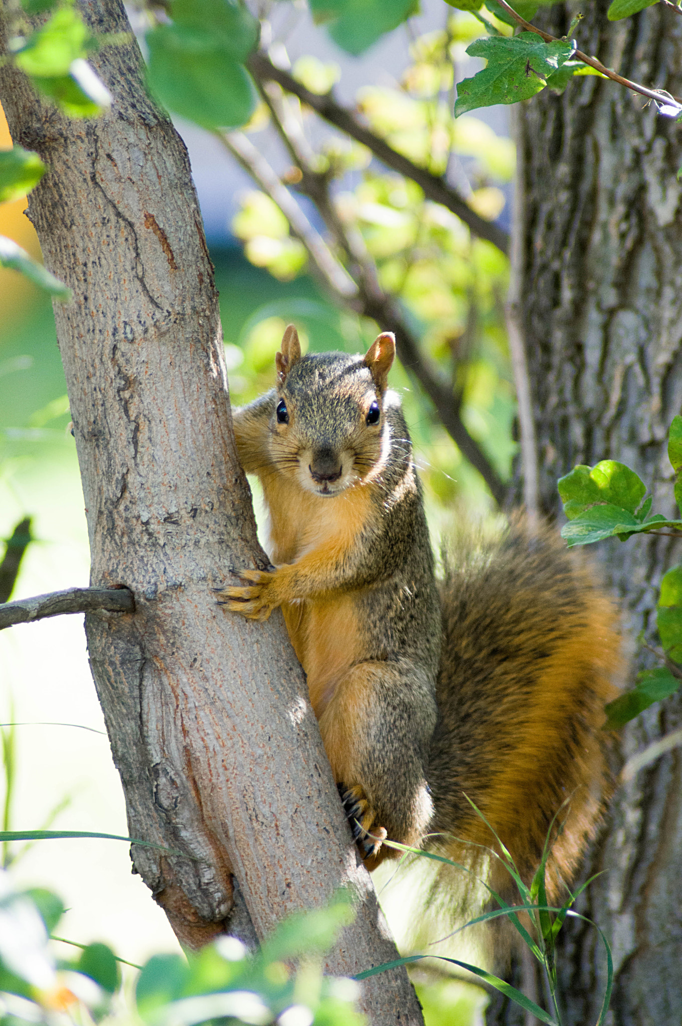 Tamron AF 70-300mm F4-5.6 Di LD Macro sample photo. What r you looking at ? photography