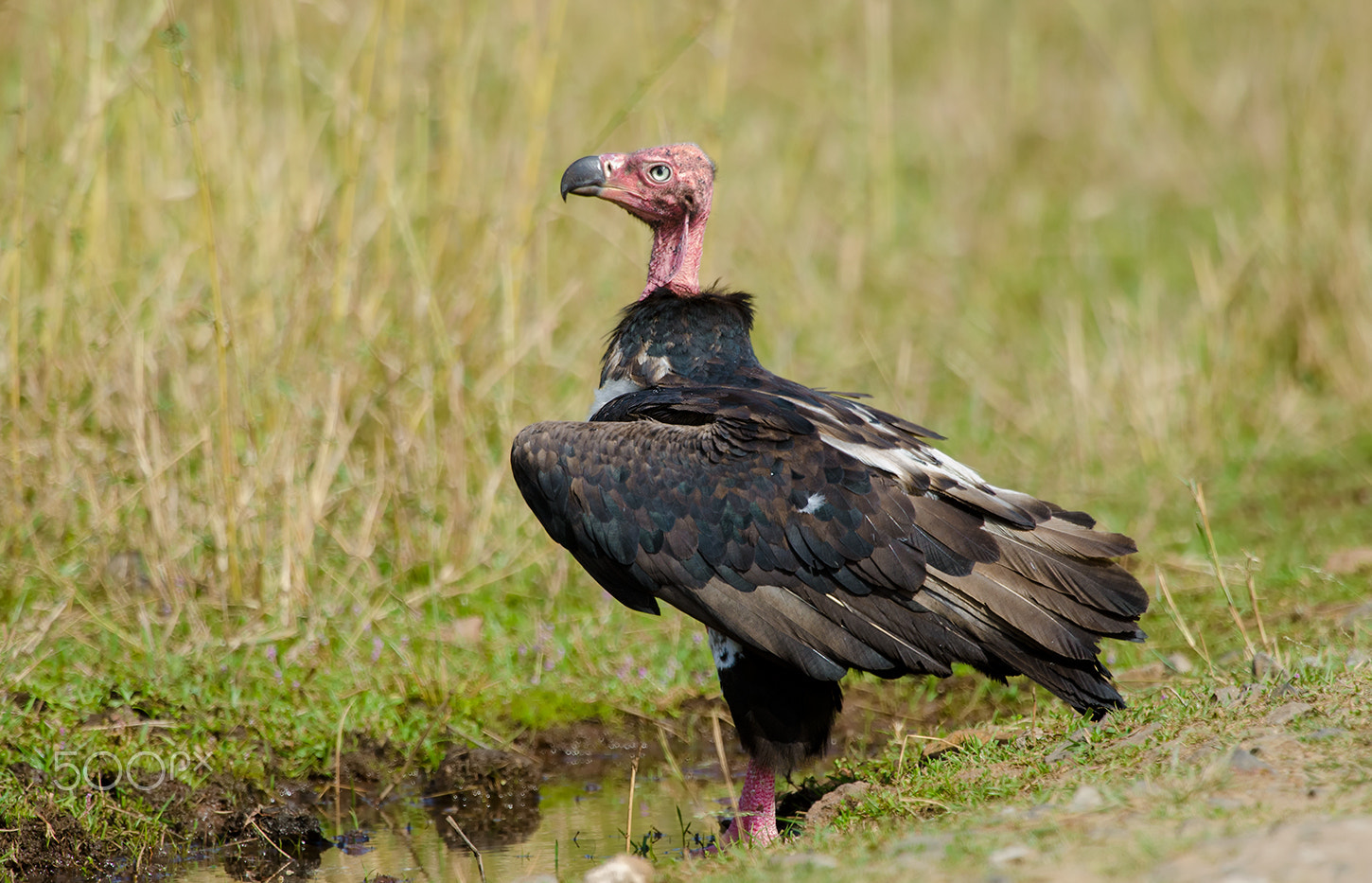 Nikon D7000 + Nikon AF-S Nikkor 500mm F4G ED VR sample photo. King vulture photography