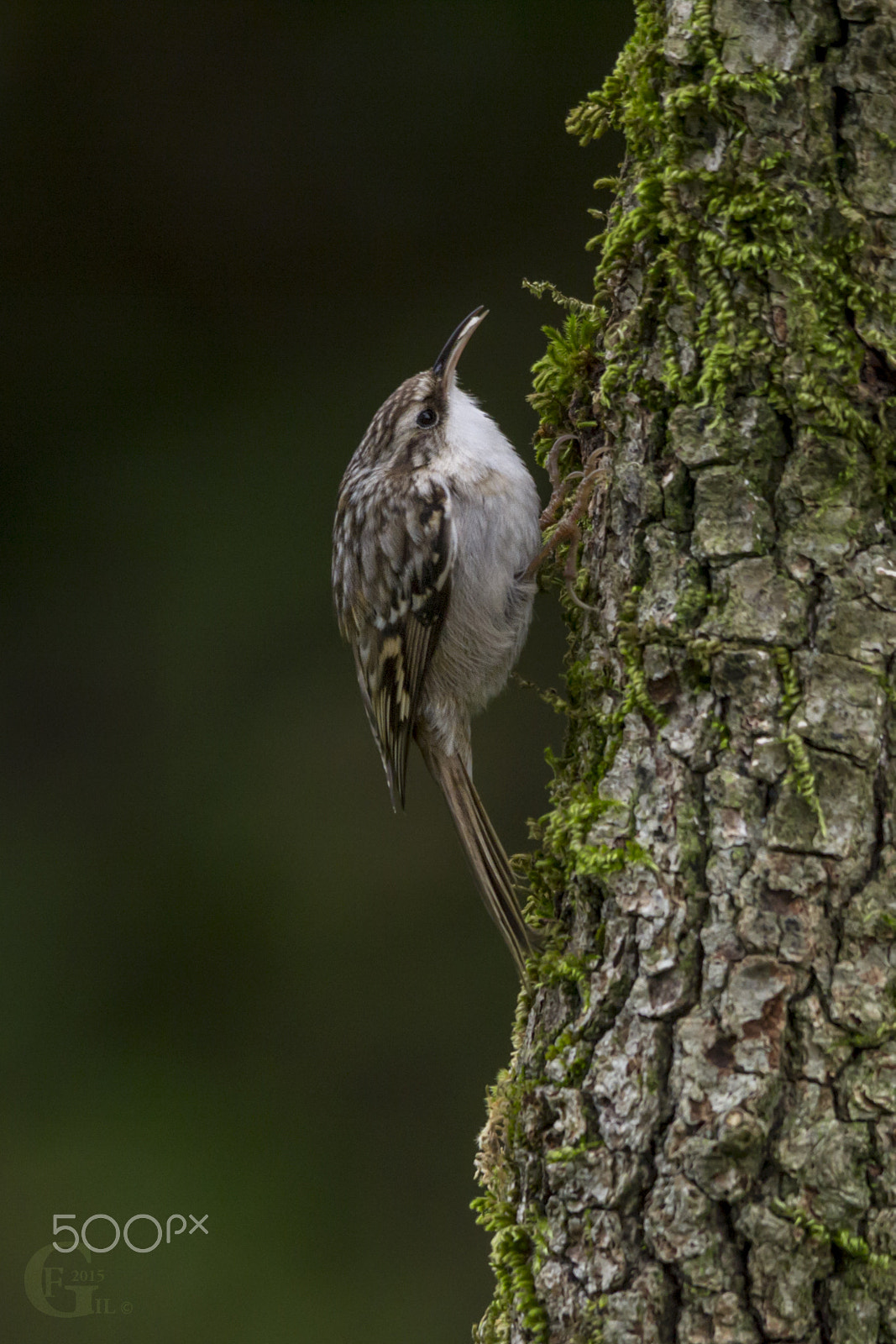 Sigma 150-500mm F5-6.3 DG OS HSM sample photo. Short-toed treecreeper photography