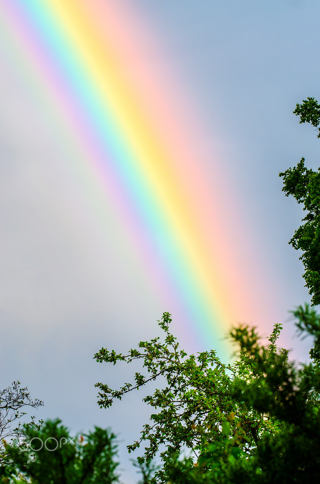 Sigma 150mm F2.8 EX DG OS Macro HSM sample photo. Storm of colors in garden photography