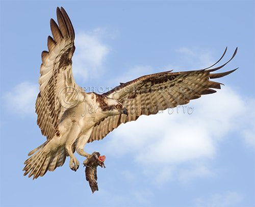 Canon EF 400mm F4.0 DO IS USM sample photo. Osprey with catfish photography