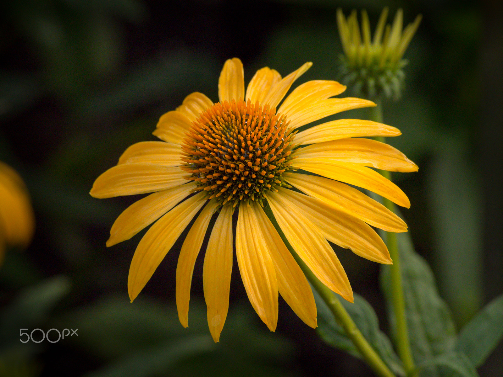 Olympus PEN E-PL5 sample photo. Equinaceae coneflower photography