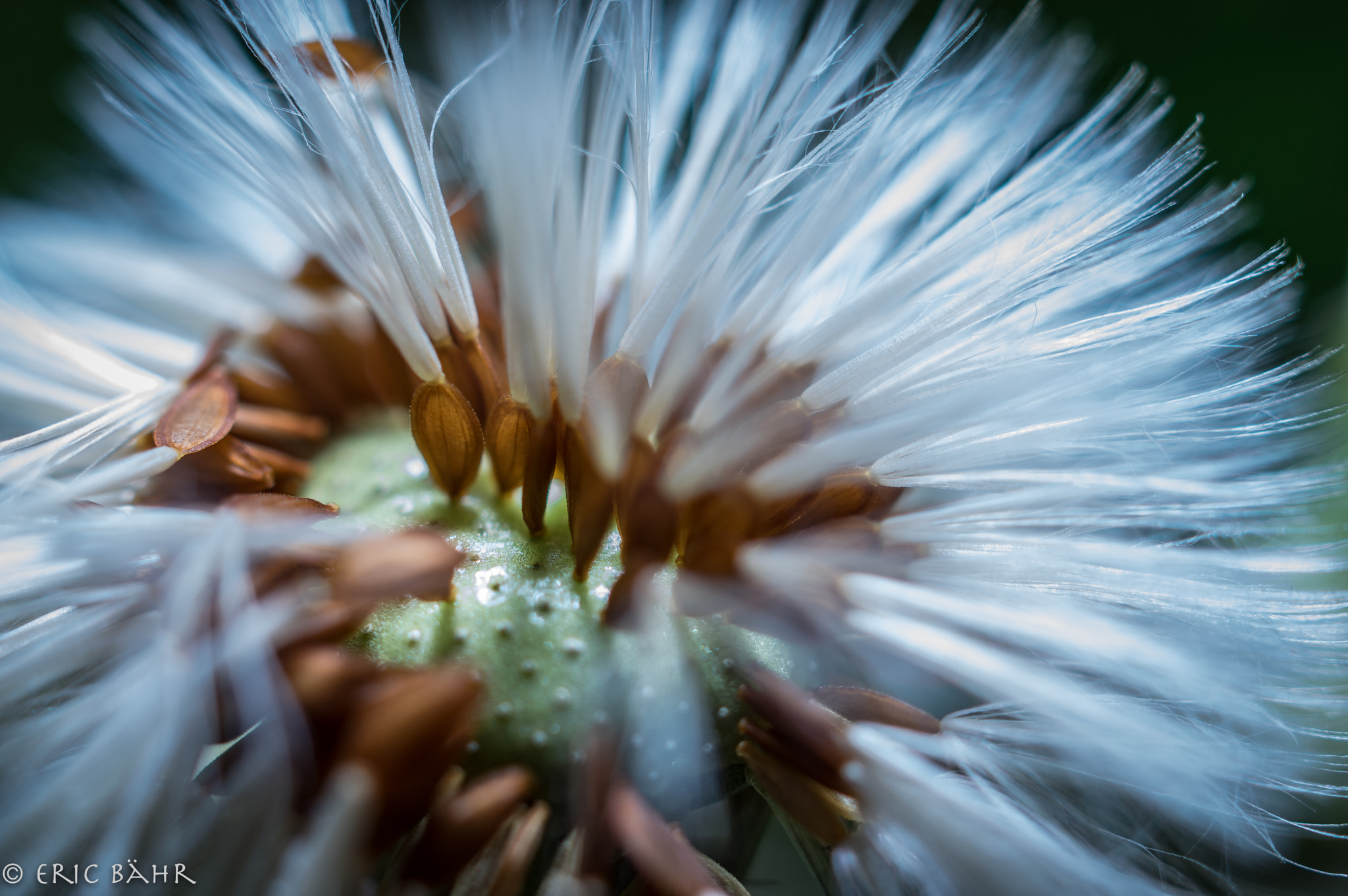 Pentax K-3 + HD Pentax DA 35mm F2.8 Macro Limited sample photo. Pusteblume photography