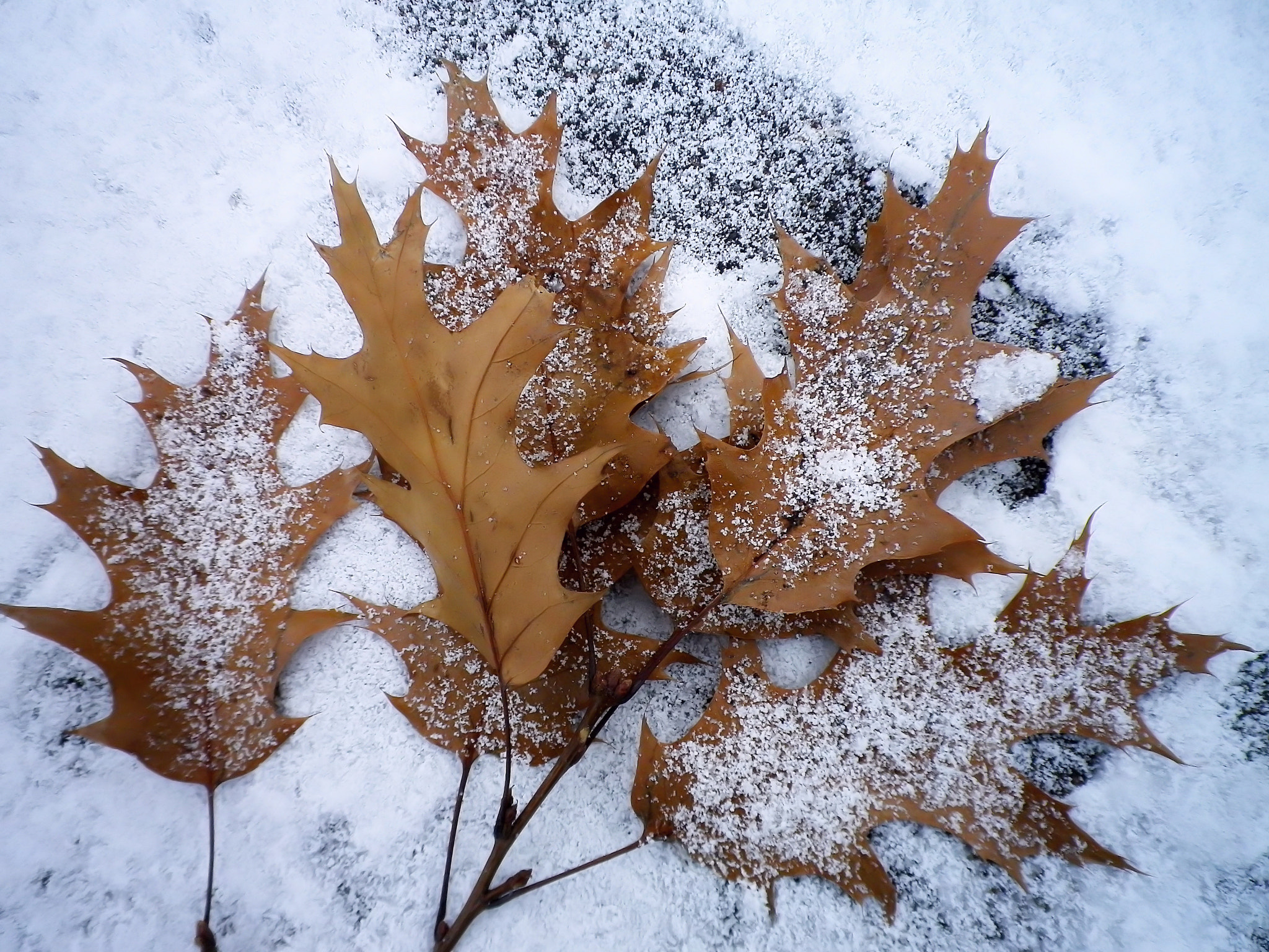 Pentax Optio I-10 sample photo. Oak branch photography