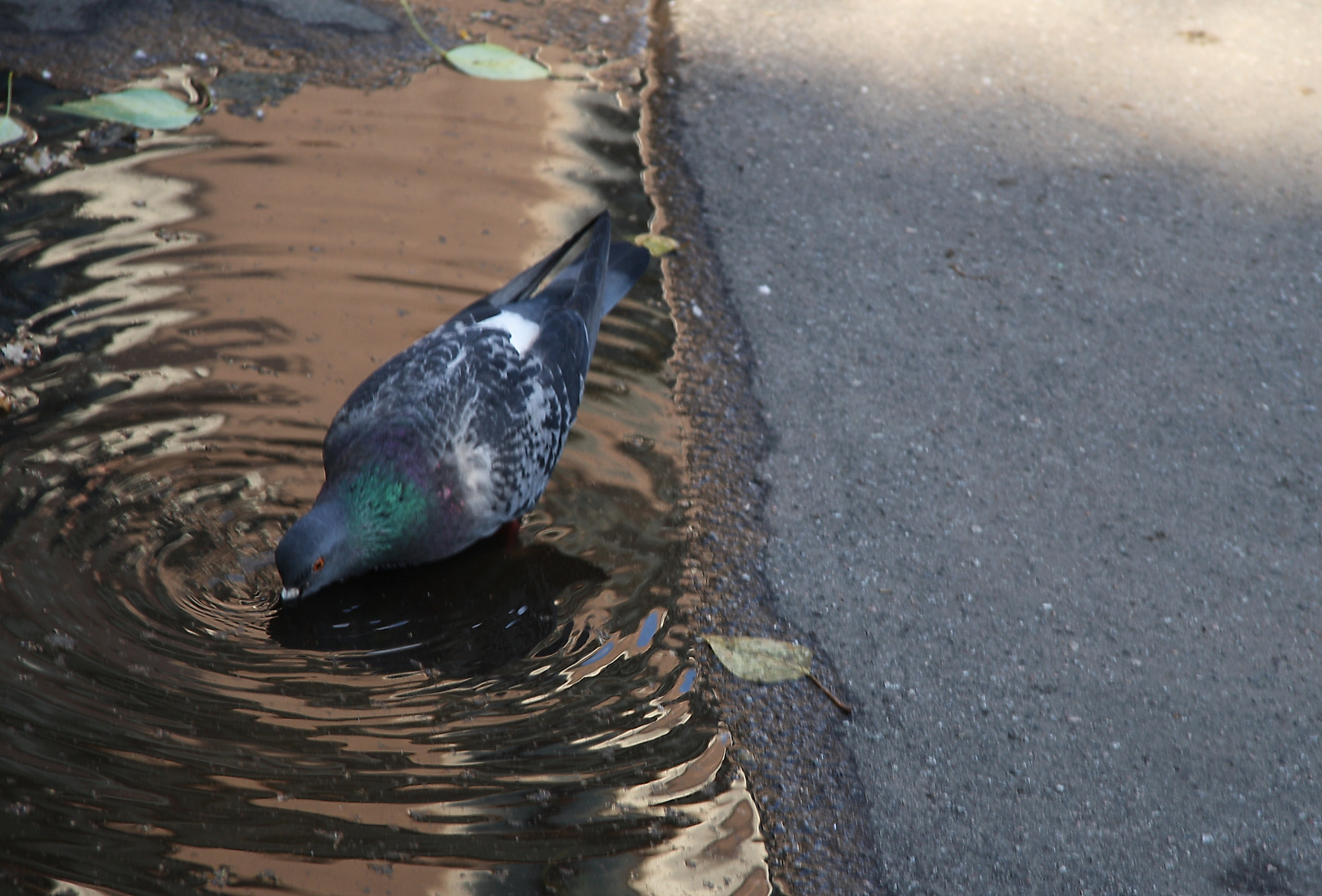 Sigma 18-125mm F3.8-5.6 DC OS HSM sample photo. Drink of liquid metal photography