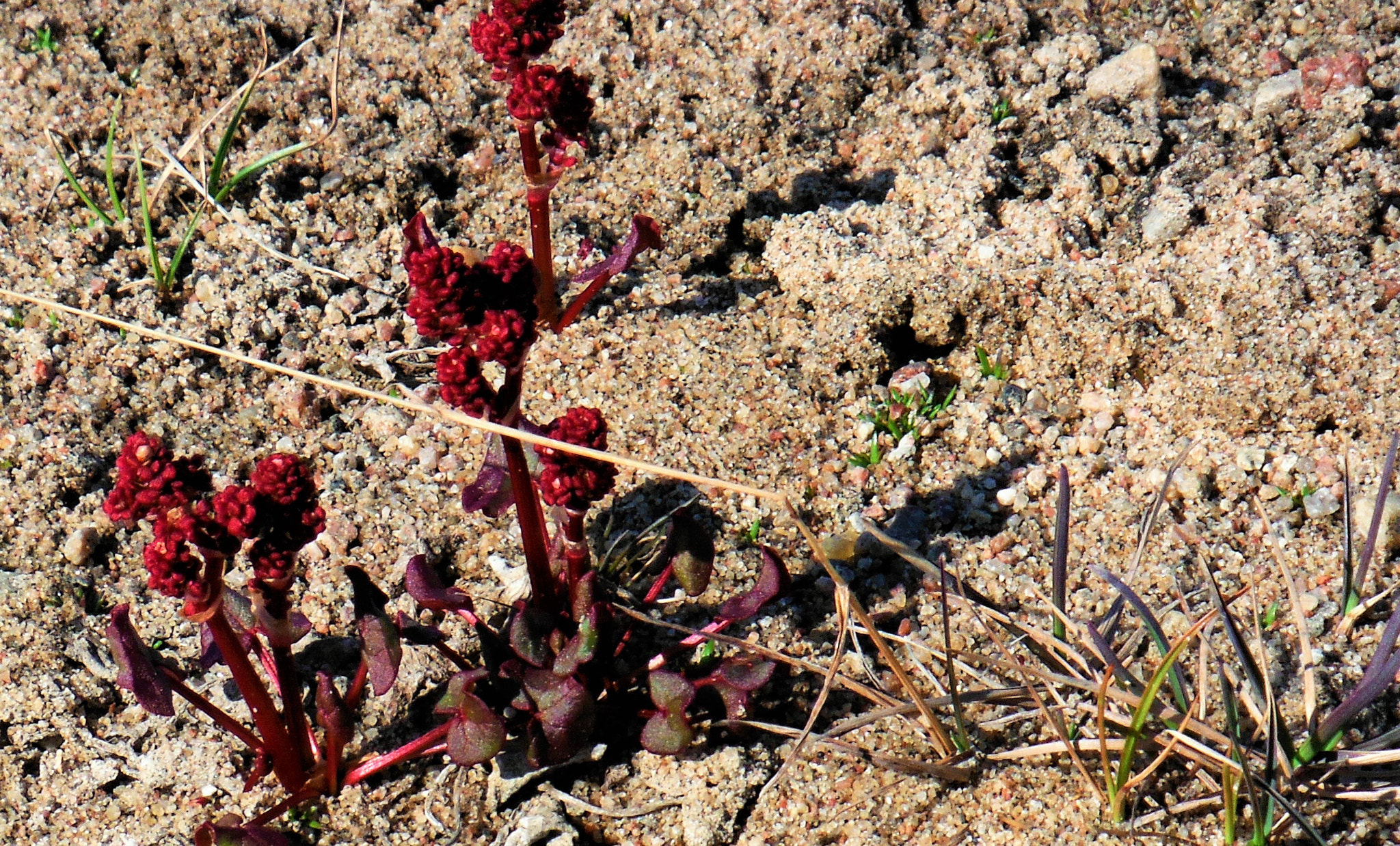 Fujifilm FinePix XP170 sample photo. Tiny arctic flowers photography