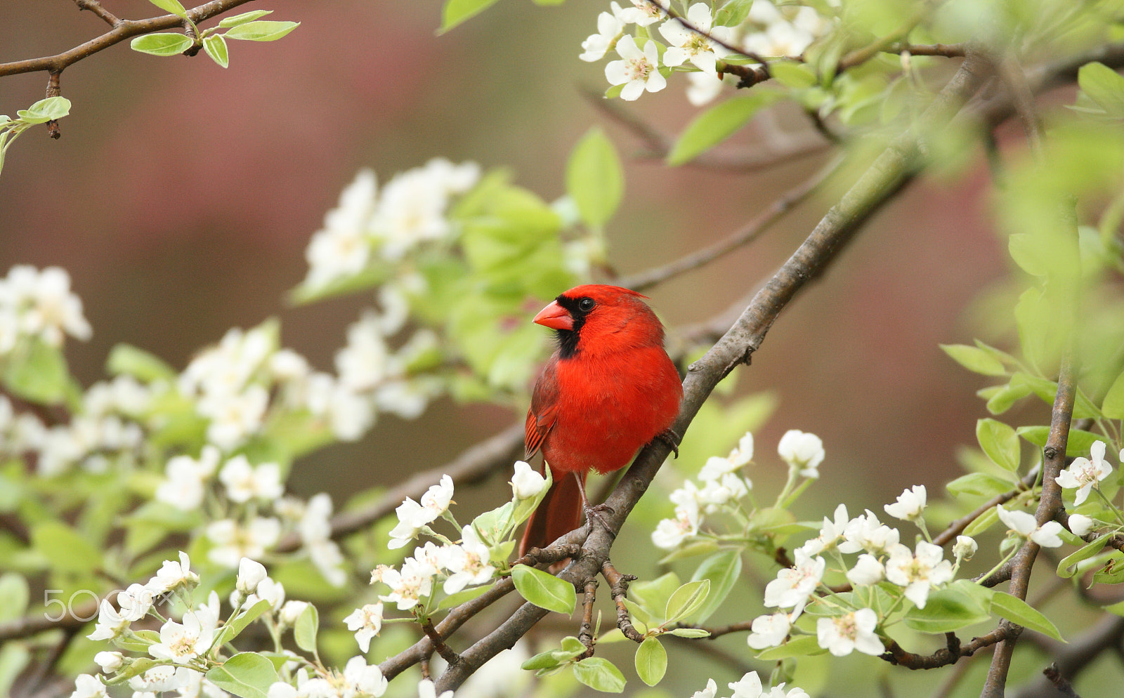Canon EF 600mm F4L IS USM sample photo. Northern cardinal male with pear blossoms photography
