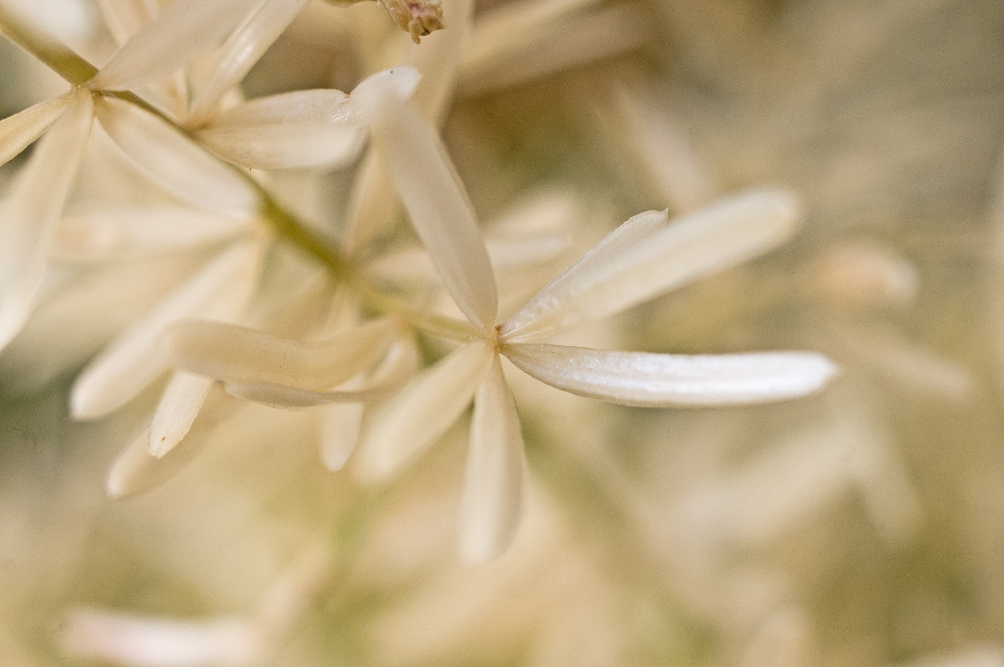 Pentax smc D-FA 50mm F2.8 Macro sample photo. Fern photography