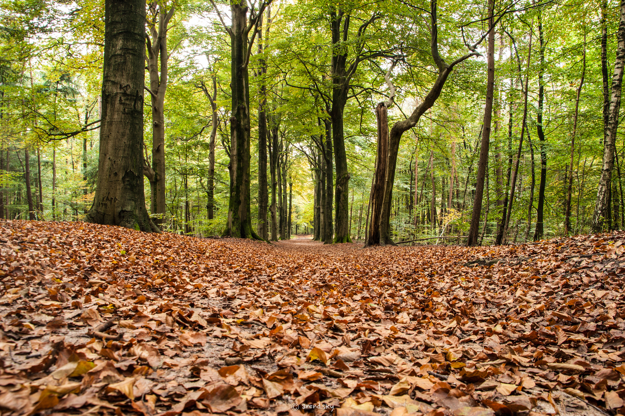 Sony Alpha DSLR-A350 + Sigma 18-200mm F3.5-6.3 DC sample photo. Passage through the trees... photography