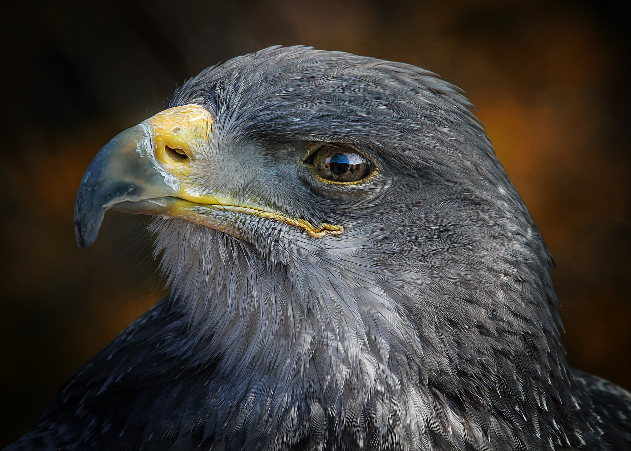 Sigma 50-500mm f/4-6.3 APO HSM EX sample photo. Bird of prey photography