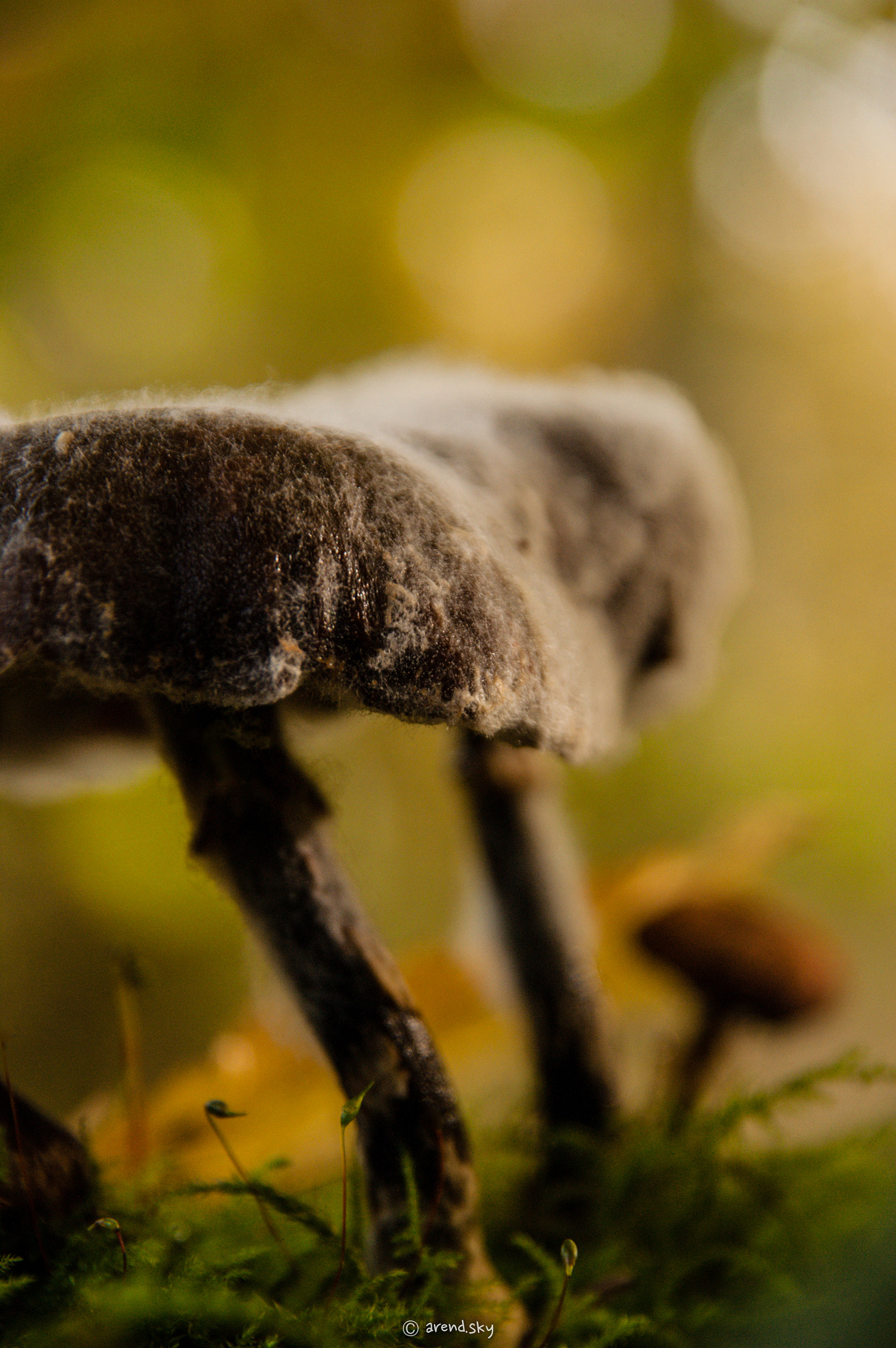 Sony Alpha DSLR-A350 + Sigma 18-200mm F3.5-6.3 DC sample photo. Old moldy mushrooms on a piece of wood... photography