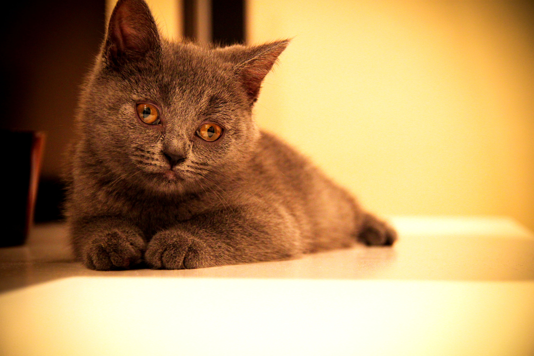 Sigma 17-70mm F2.8-4 DC Macro OS HSM sample photo. Cat photography