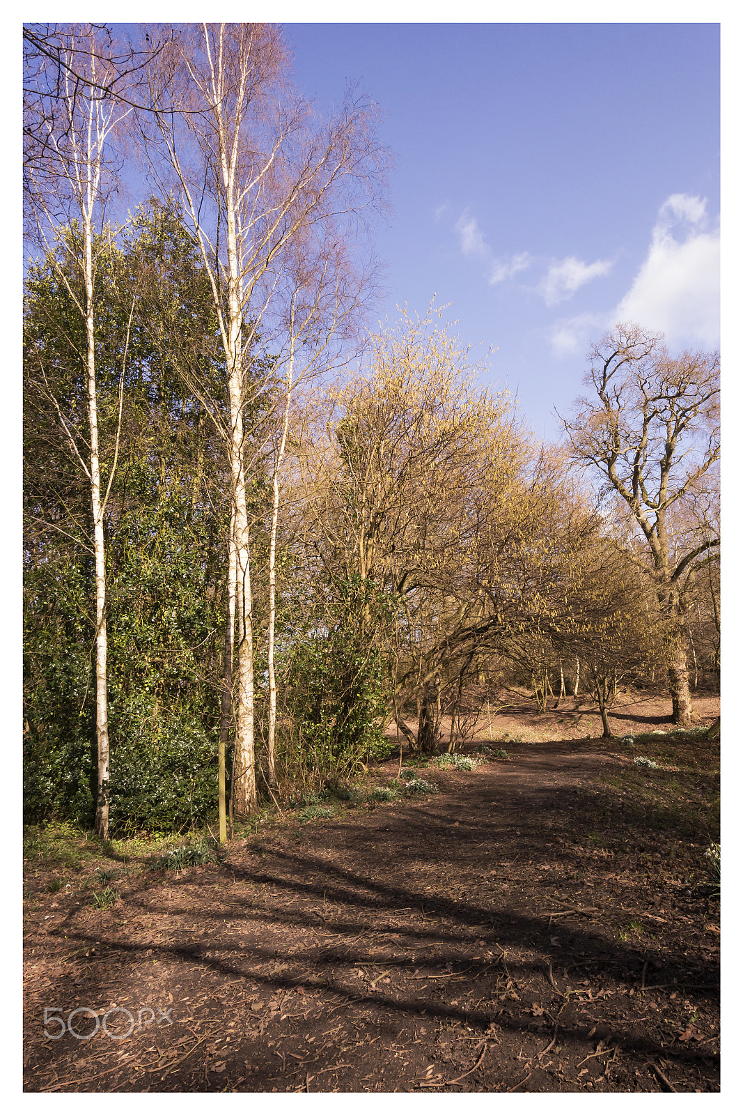 Samsung NX1000 + Samsung NX 12-24mm F4-5.6 ED sample photo. Pitts wood spring time copford colchester photography