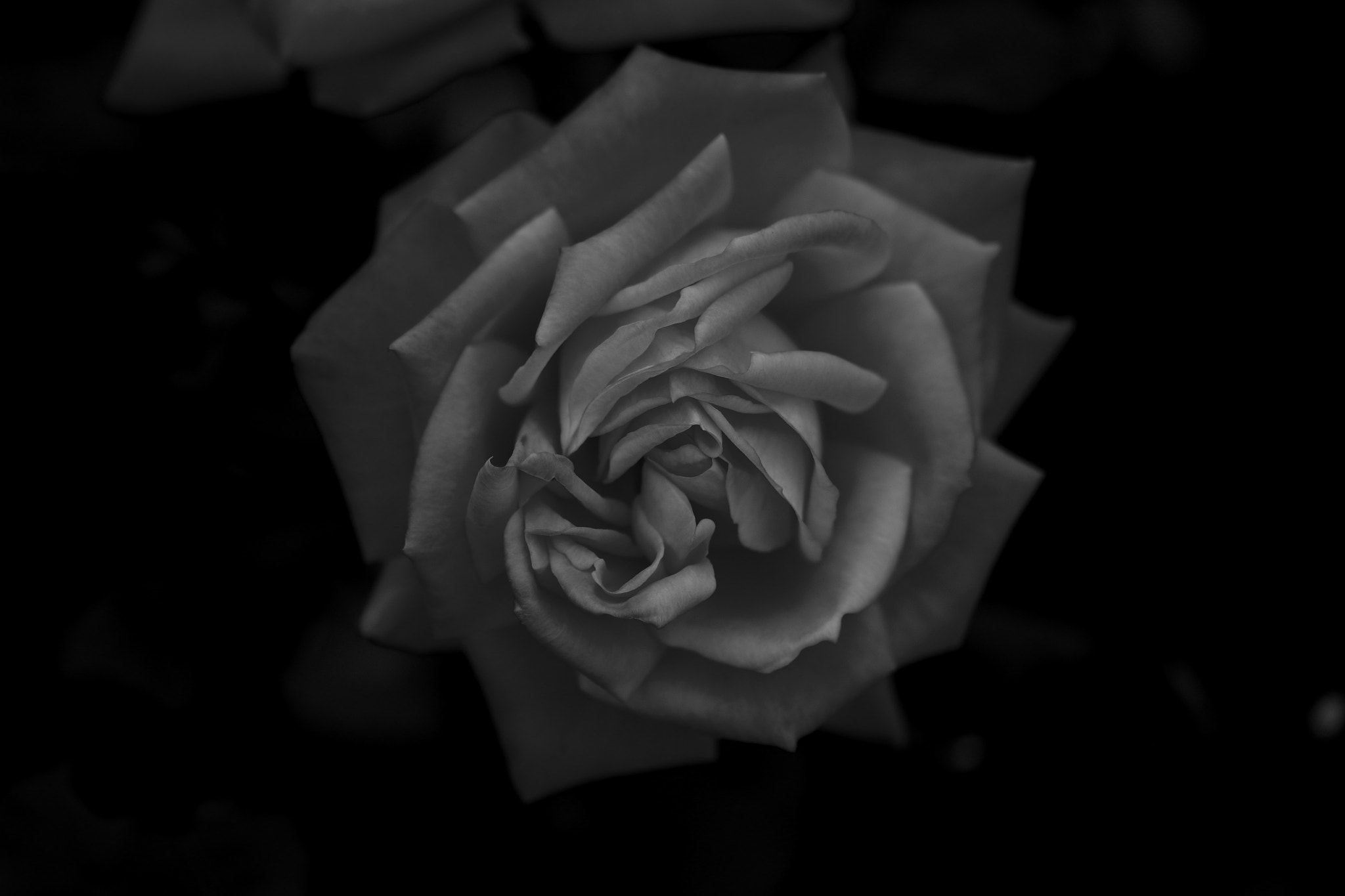 Sigma 105mm F2.8 EX DG OS HSM sample photo. Rosa gris photography