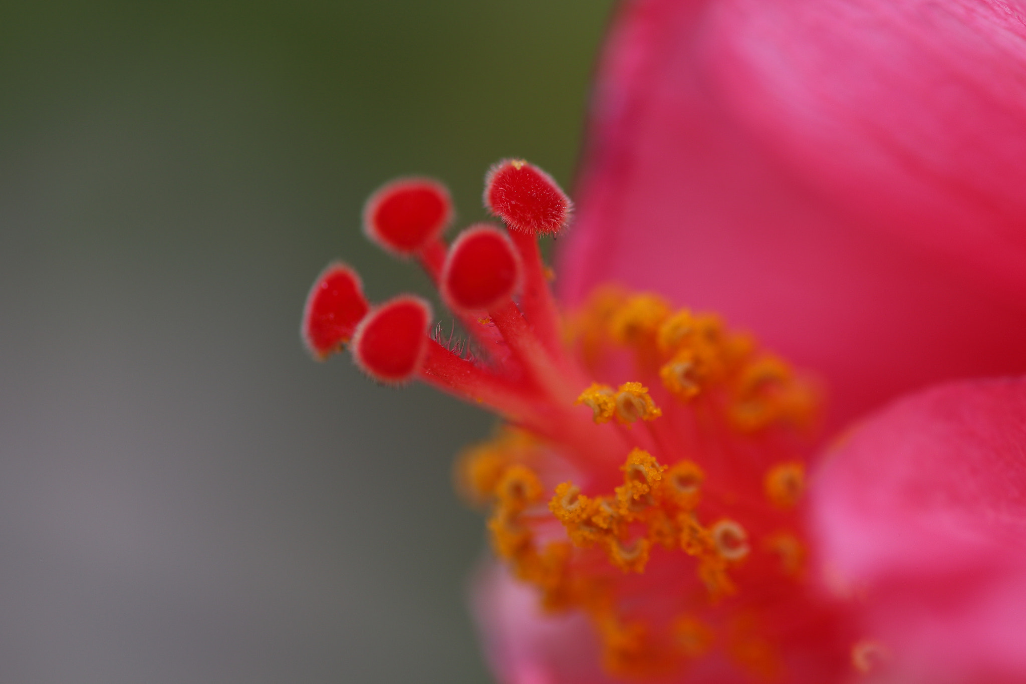 Sigma 105mm F2.8 EX DG OS HSM sample photo. Pistilo photography