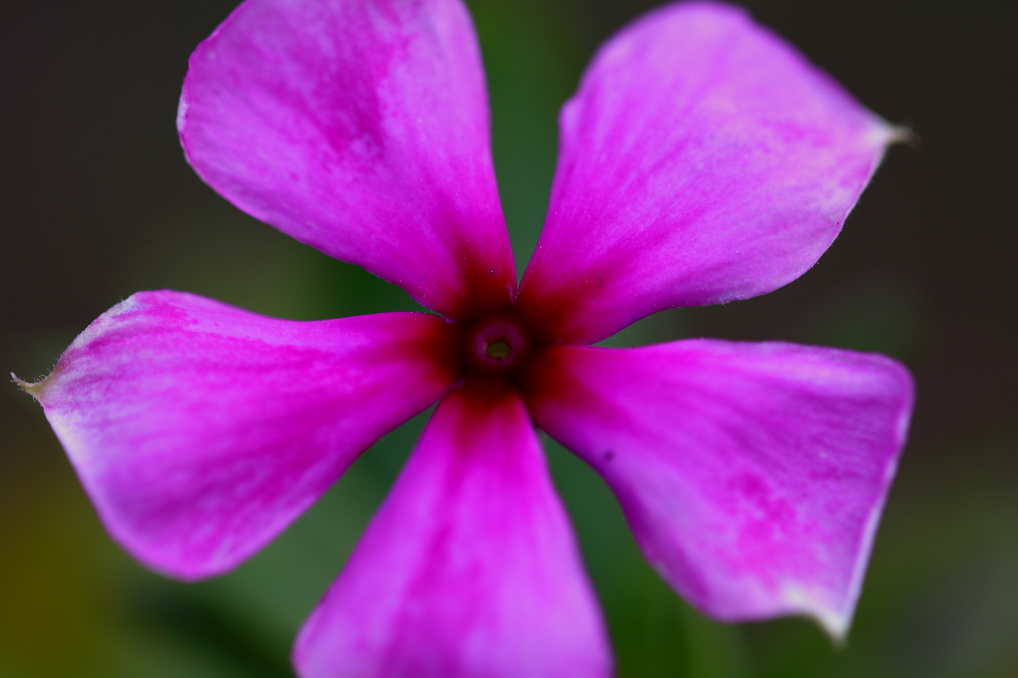 Sigma 105mm F2.8 EX DG OS HSM sample photo. Molinillo photography