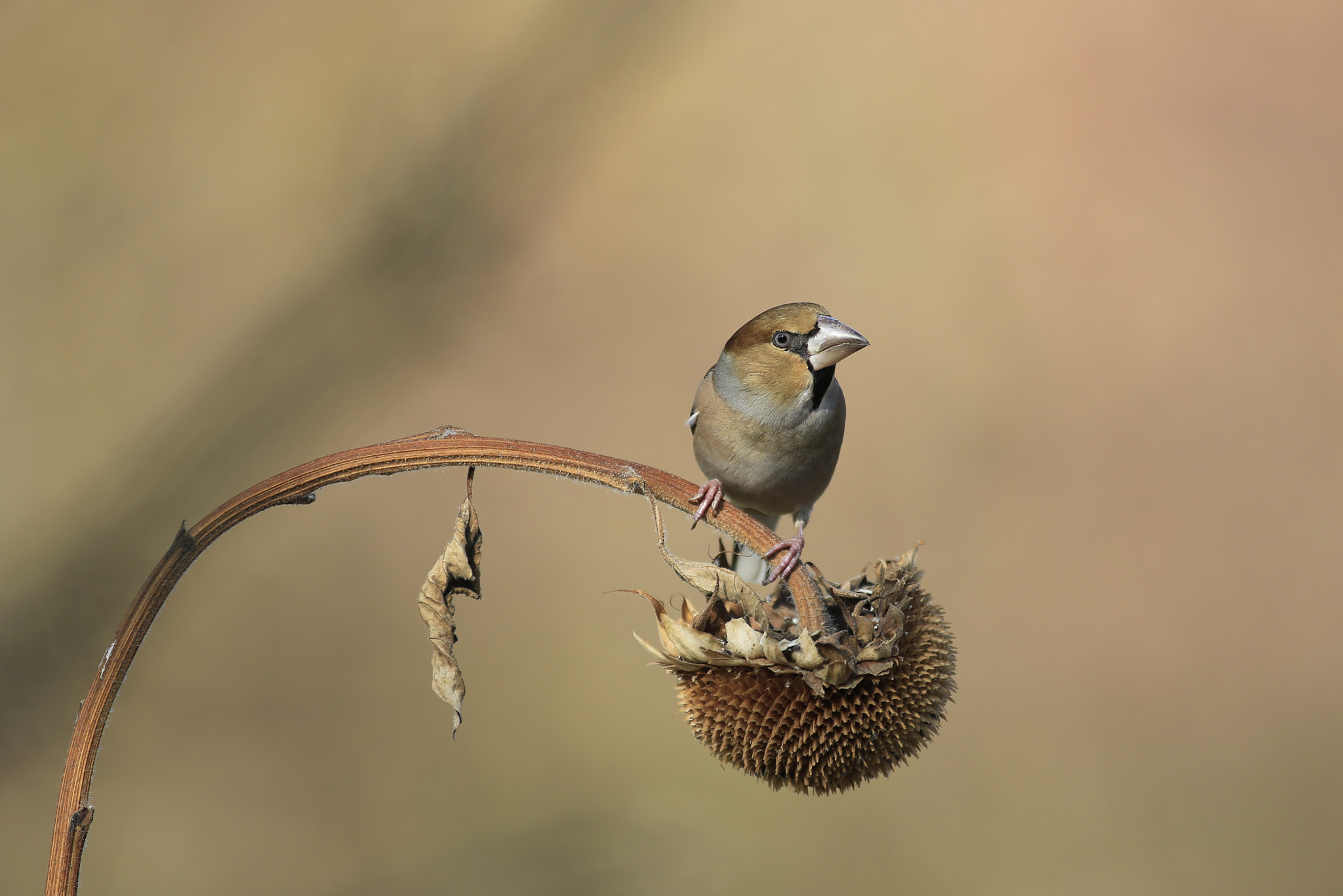 Canon EF 300mm f/2.8L + 1.4x sample photo. Frosone photography