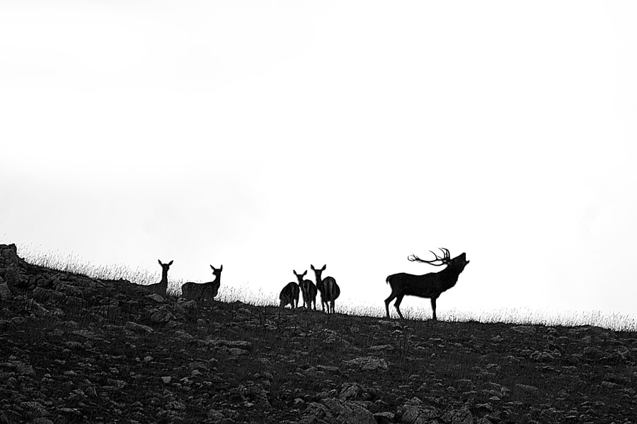 Nikon D200 + Sigma 150-500mm F5-6.3 DG OS HSM sample photo. Bramito in silhouette photography