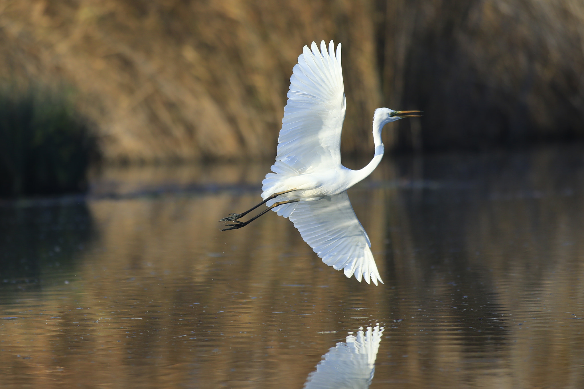 Canon EF 300mm f/2.8L + 1.4x sample photo. Airone bianco photography